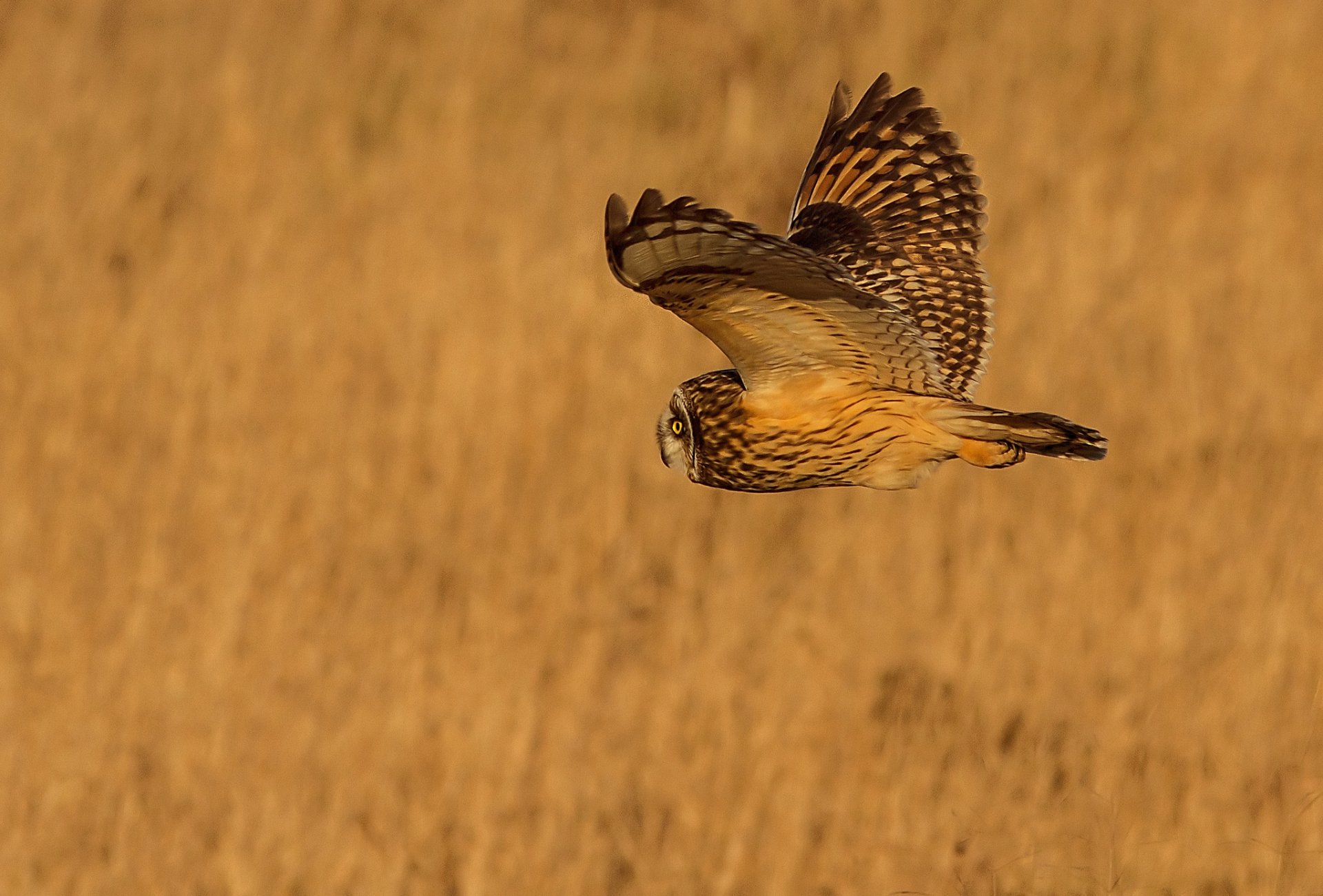 oiseau hibou vol ailes fond