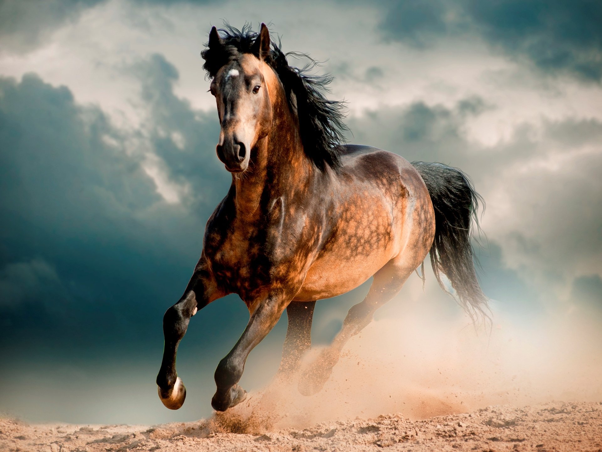 cavallo cavallo mustang destriero deserto galoppo