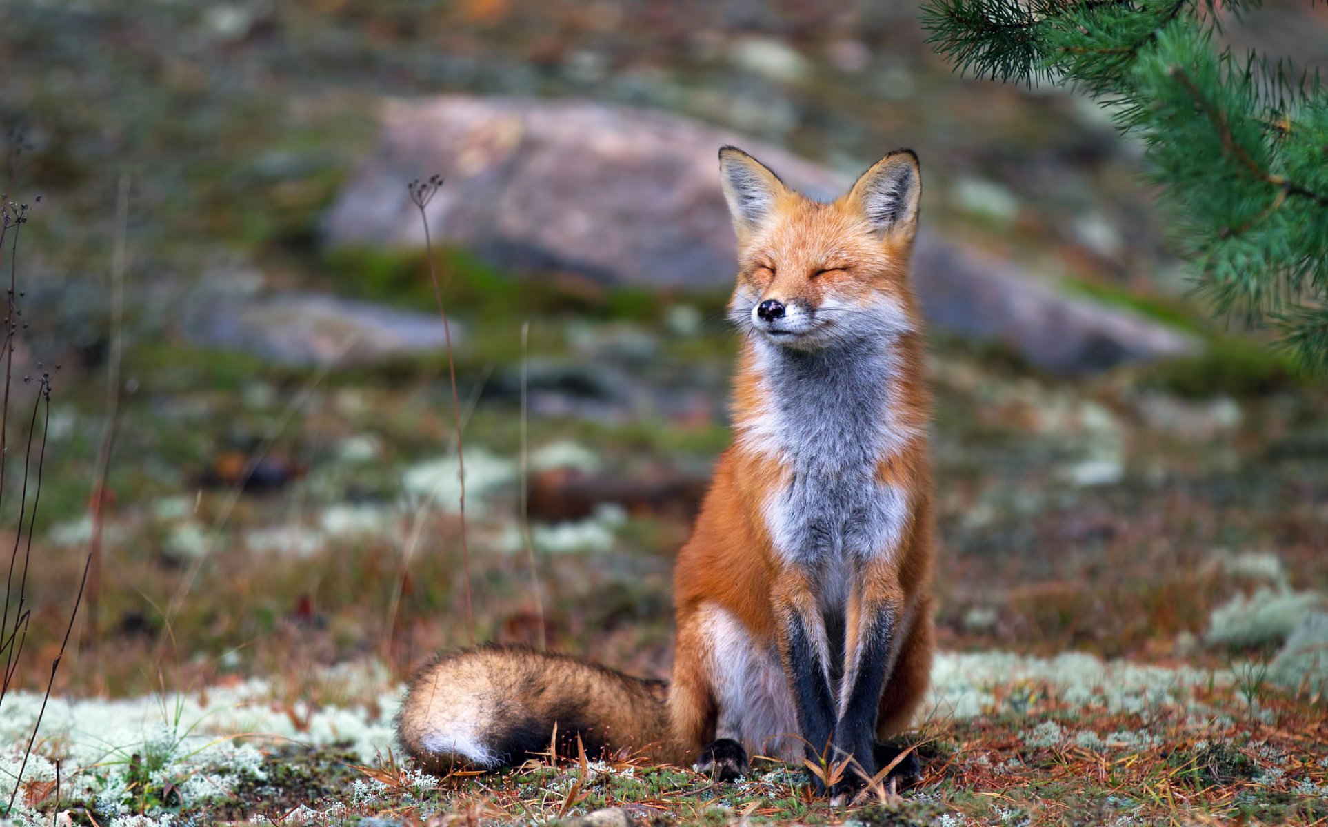 renard rousse assis plisse les yeux terre nature automne