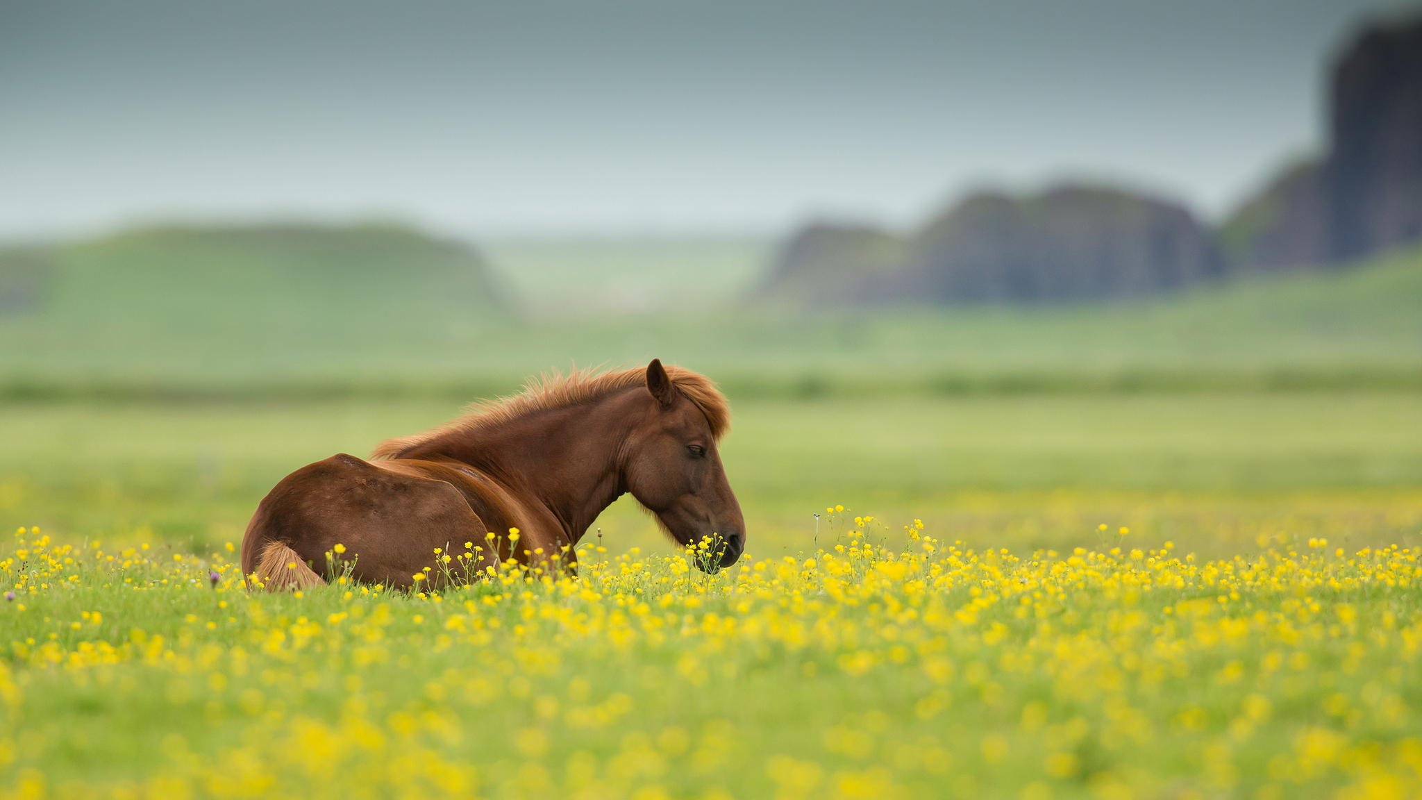 pferd tier feld blumen sommer natur