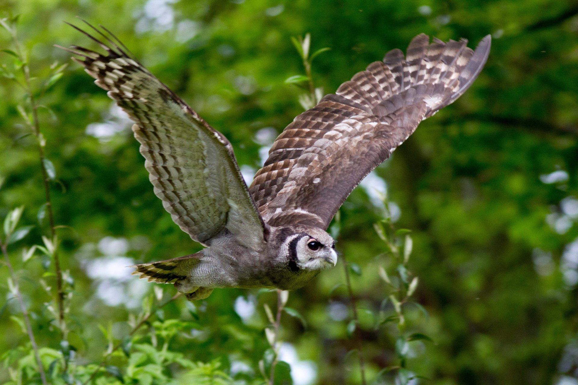 zweige vogel eule flügel fliegen