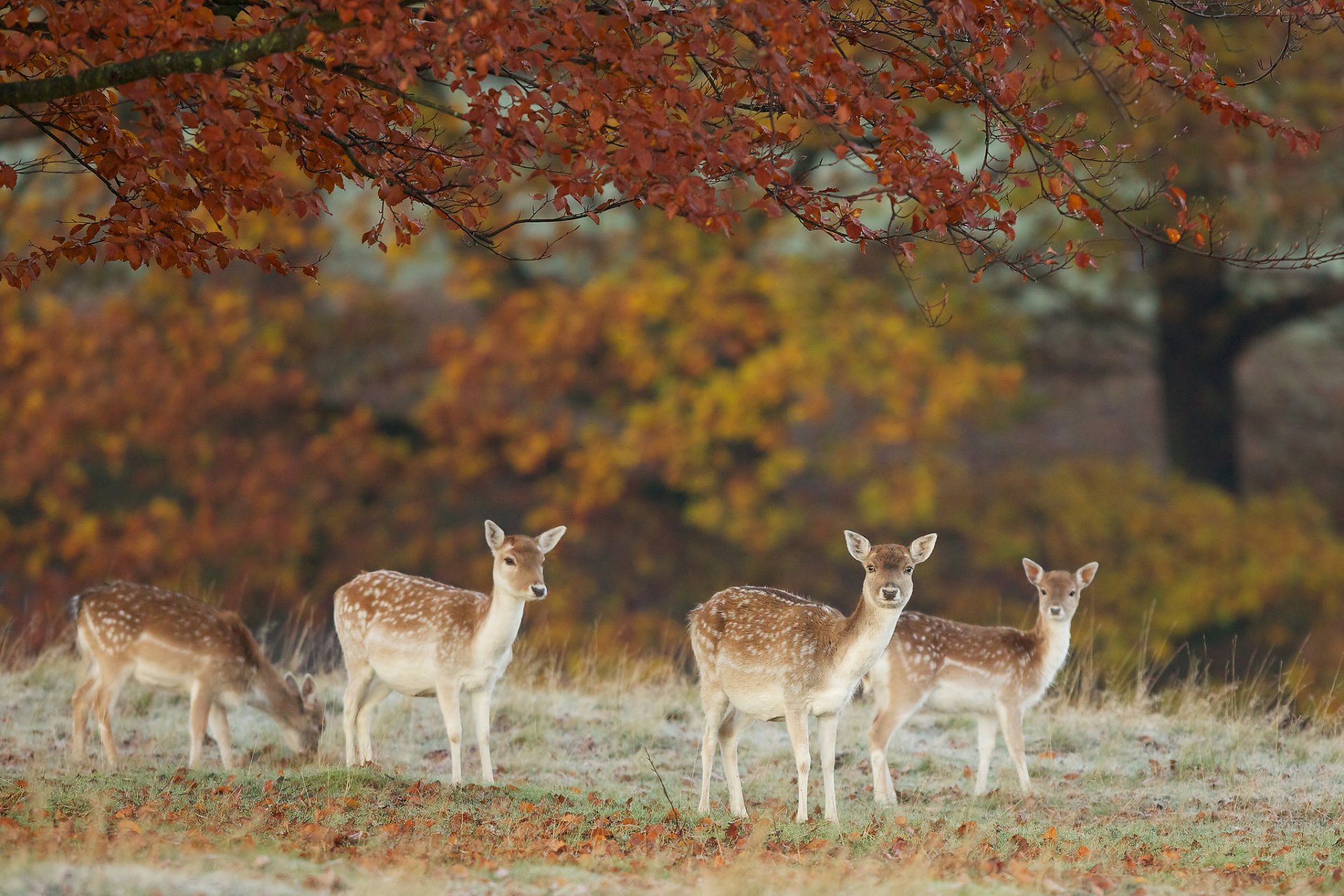 hirsche natur herbst blätter