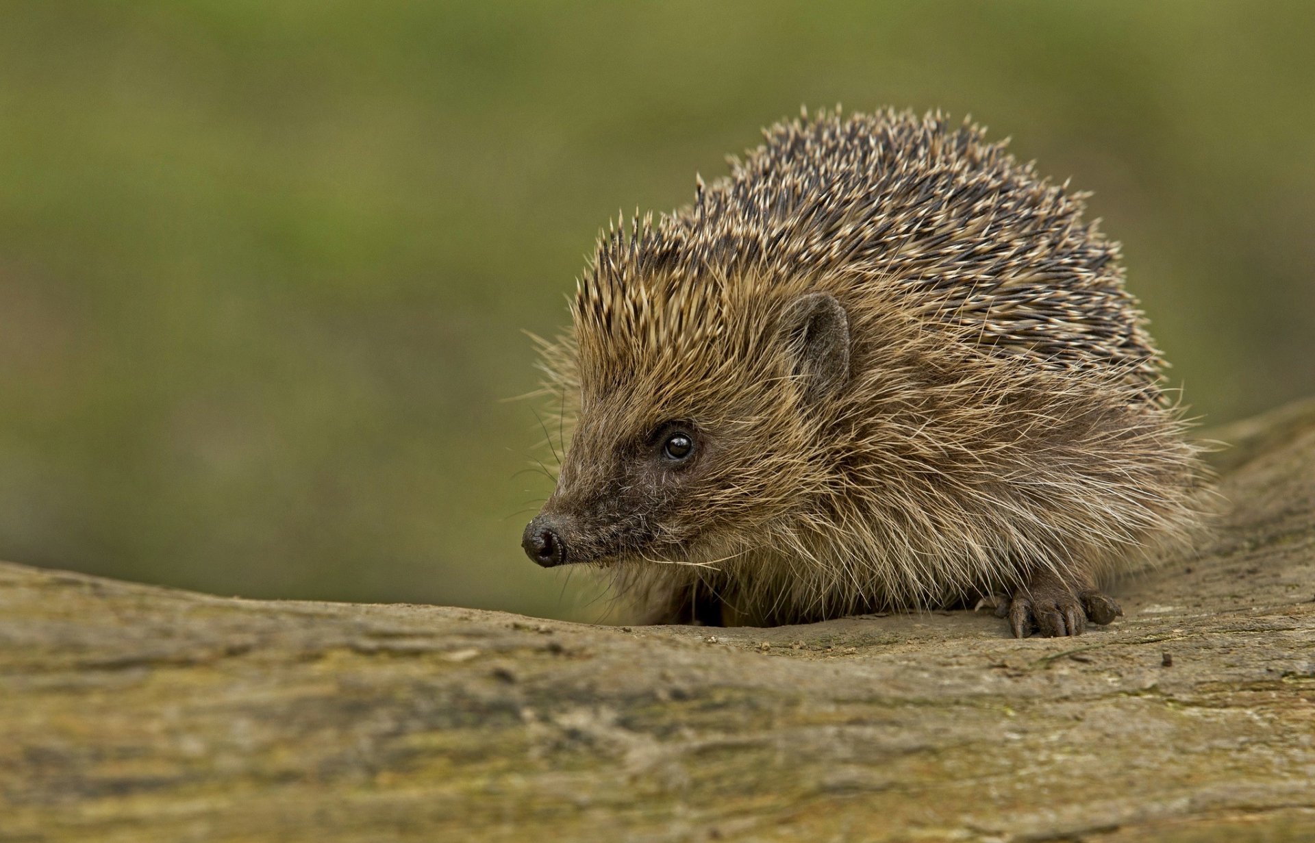 hedgehog hedgehog thorns muzzle look