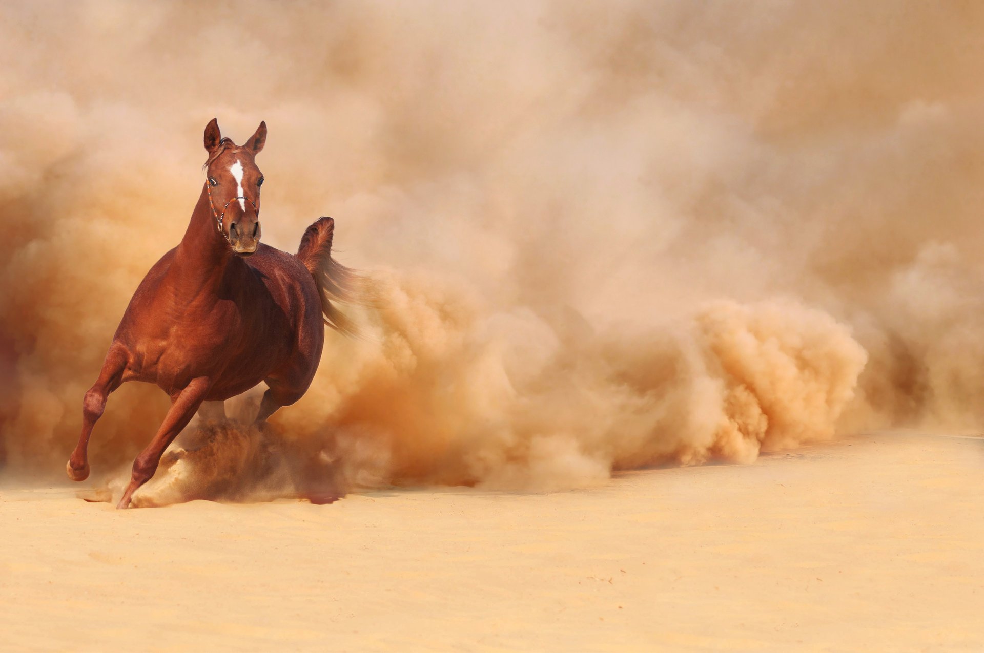 pferd pferd läuft laufen sand staub