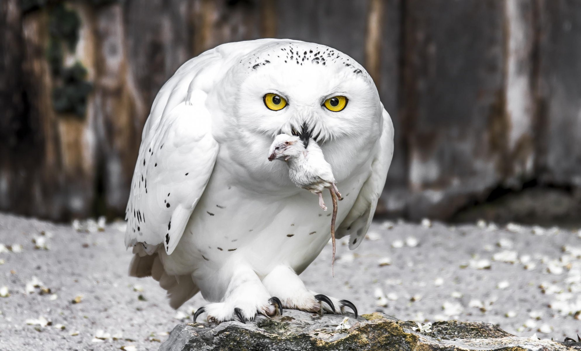 polar owl white owl bird