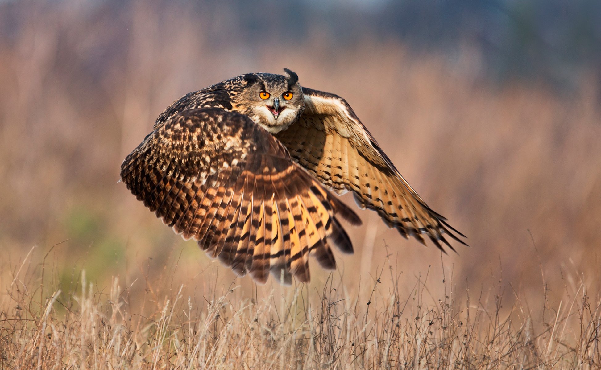 hibou regard