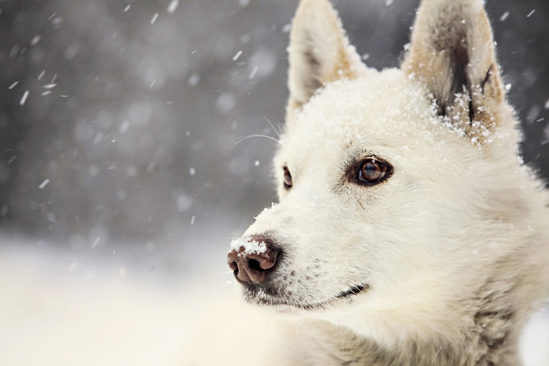 hund winter schnee ansicht blick winter