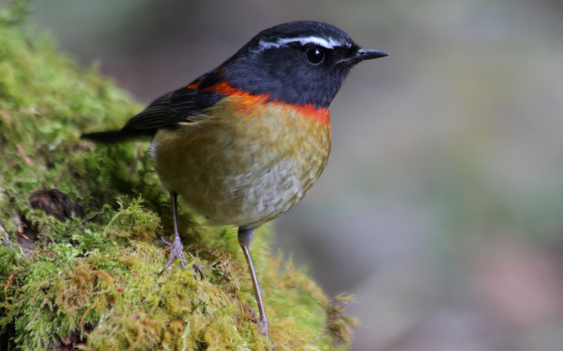 oiseau mousse plumage gros plan