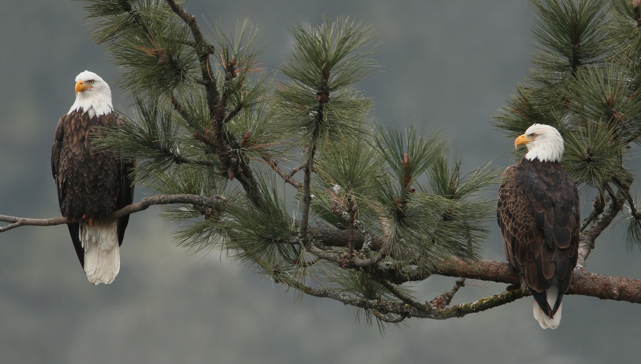 águila calva aves rama