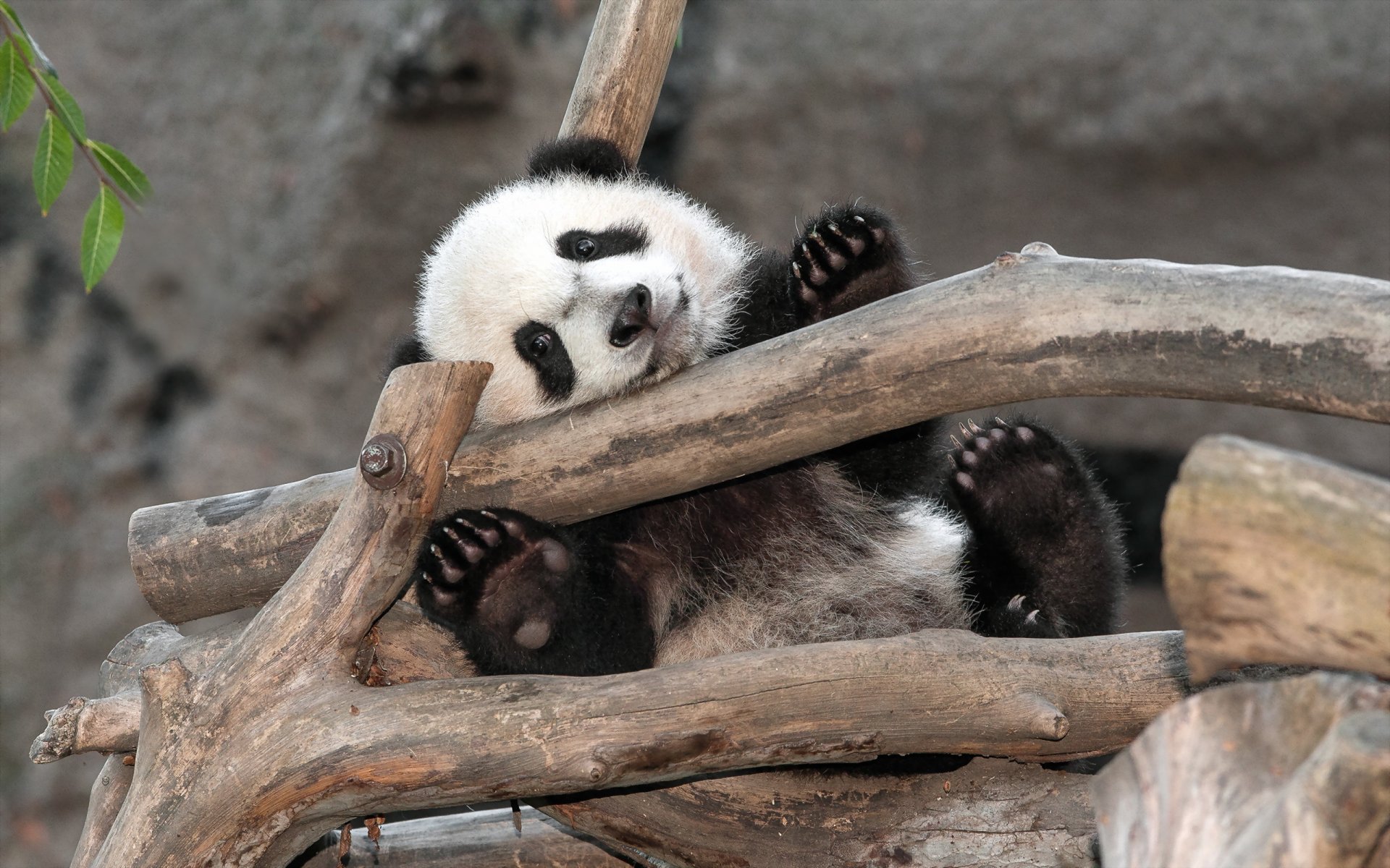 panda orso san diego zoo