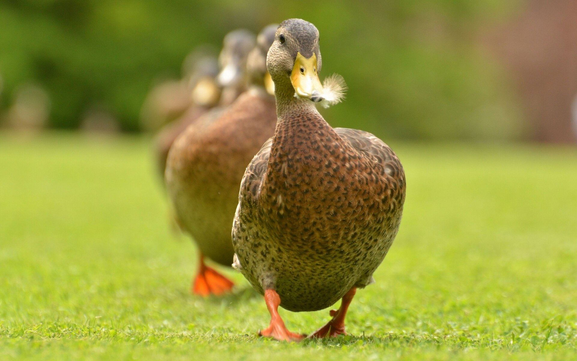 canards chaîne pelouse