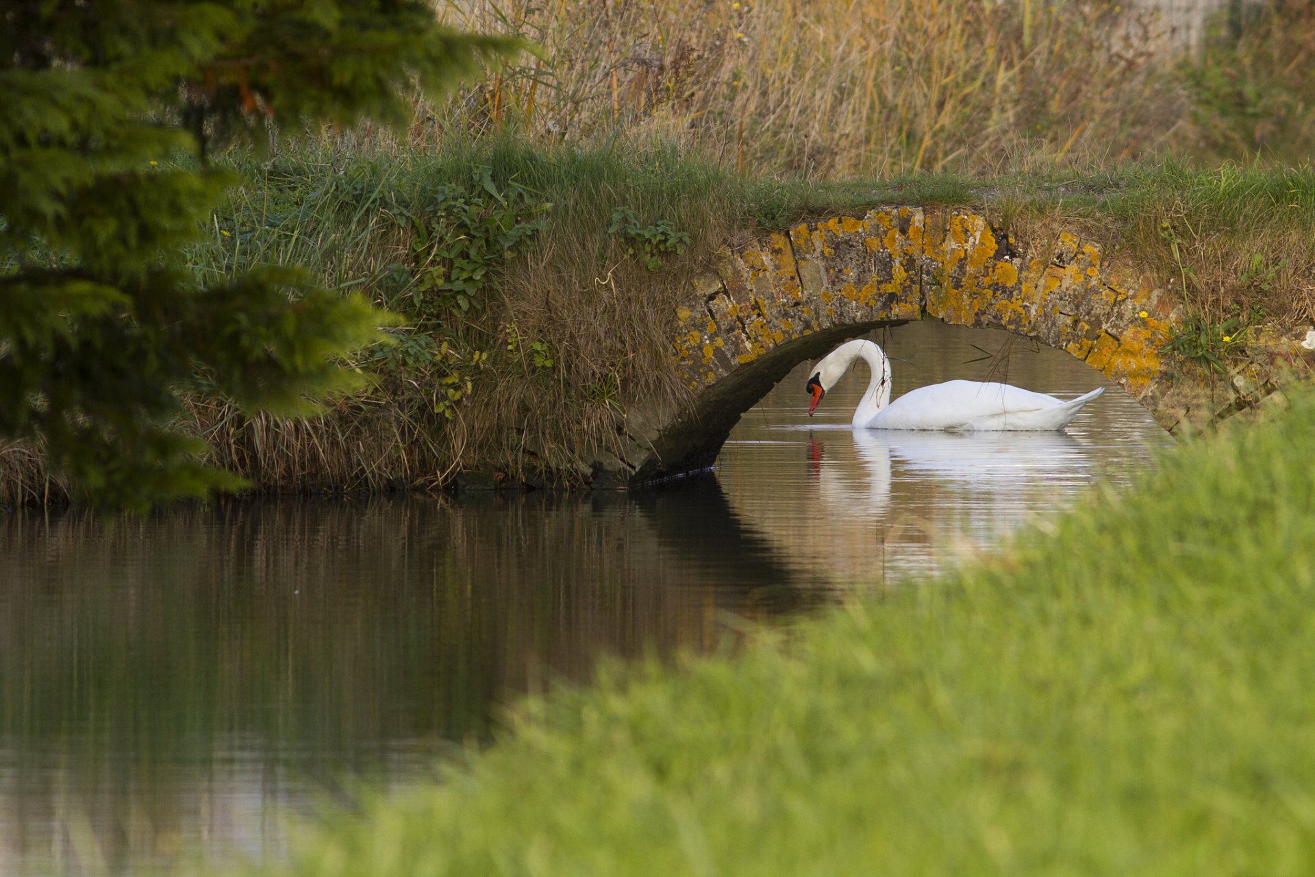 rivière pont cygne blanc