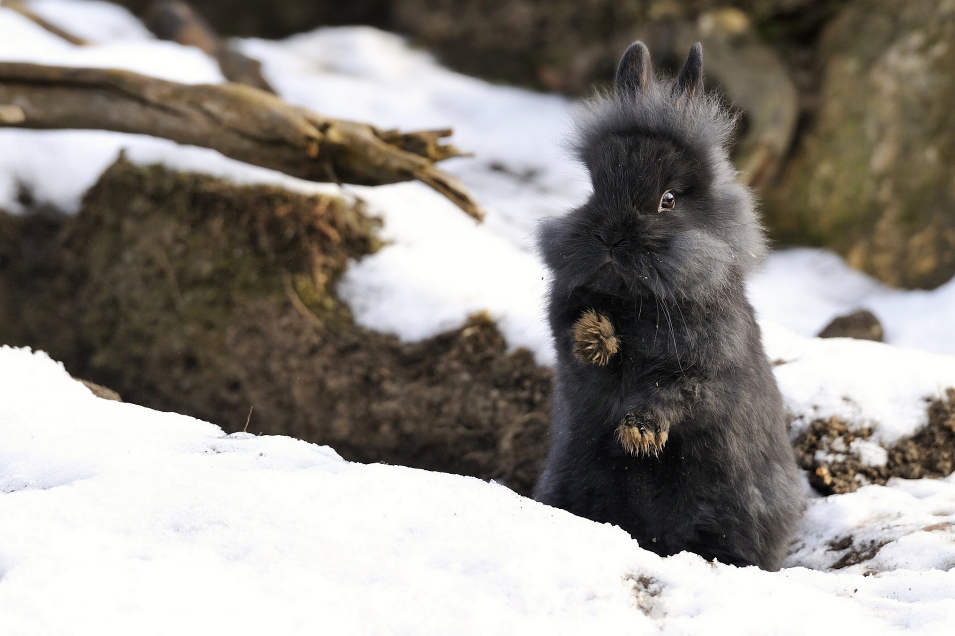 kaninchen schnee winter