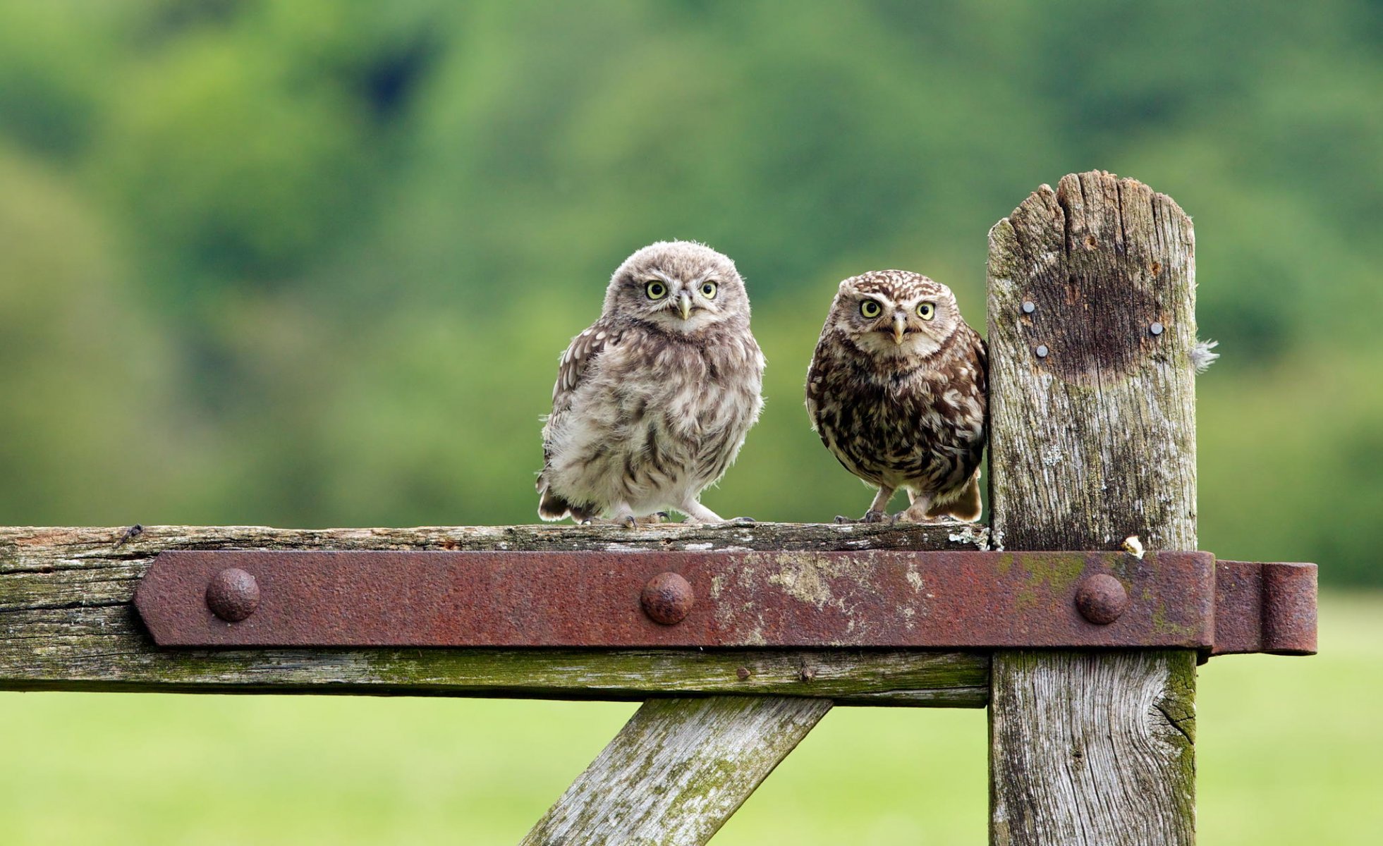 birds owl nature