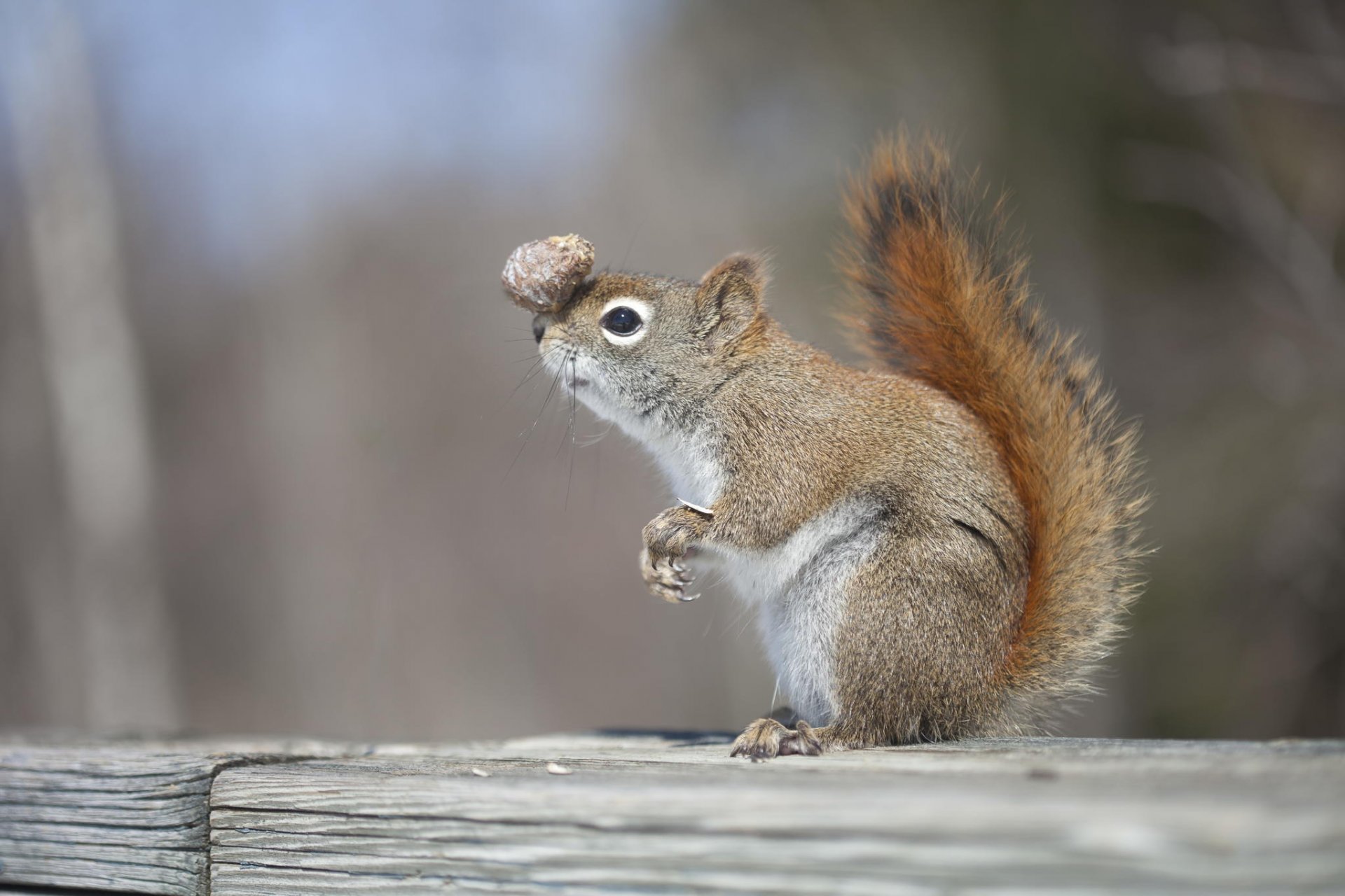 scoiattolo urto equilibrio talento