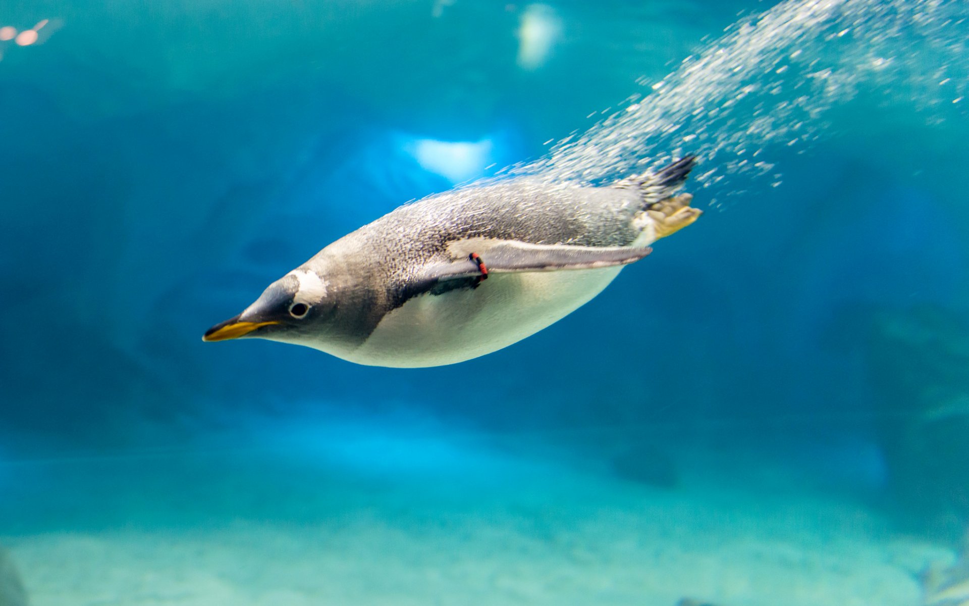 pinguino uccello acqua bolle becco