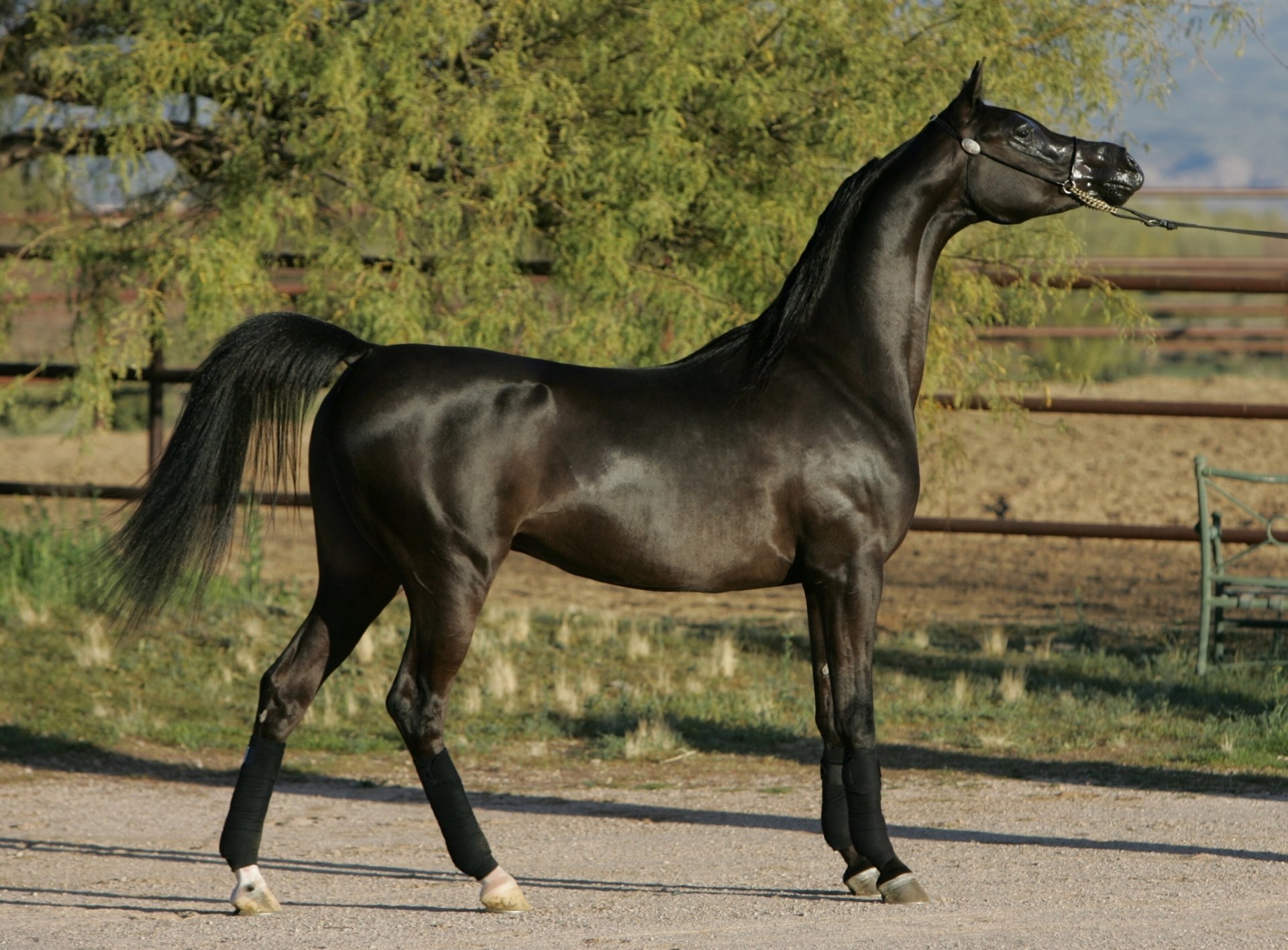 arabian horse horse stallion