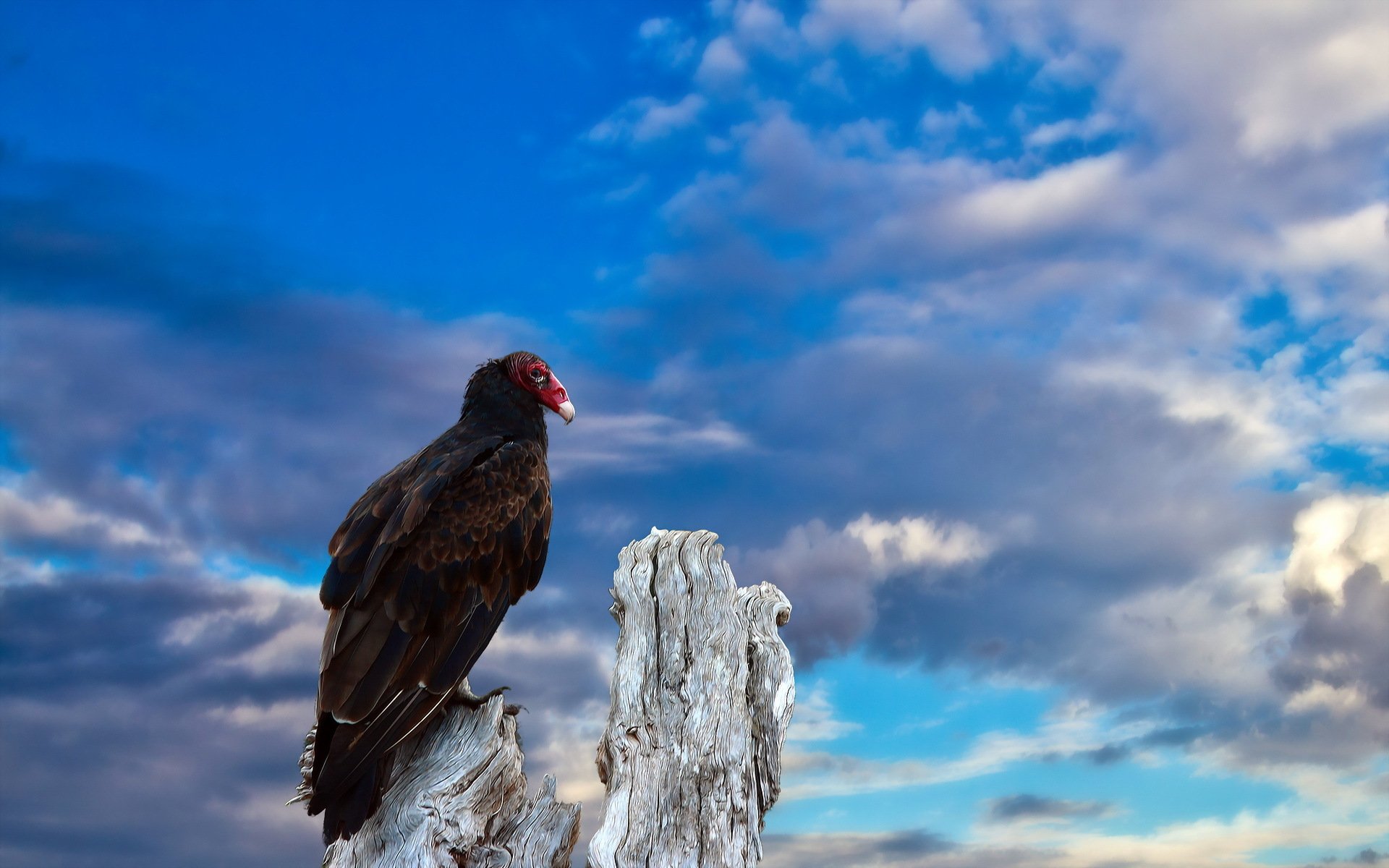 poultry sky nature vulture