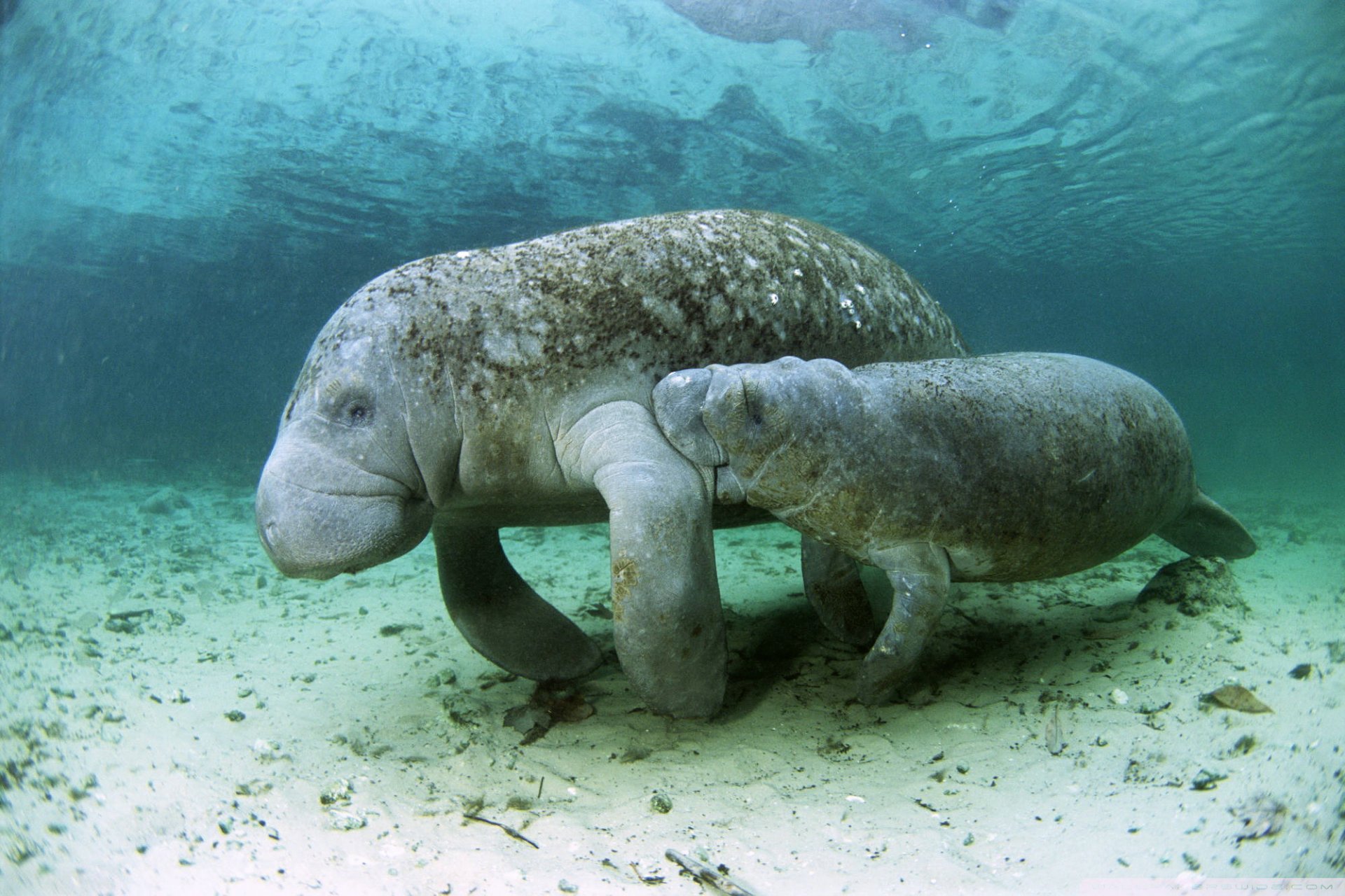 дюгонь ребенок водой спокойствие счастье морских животных