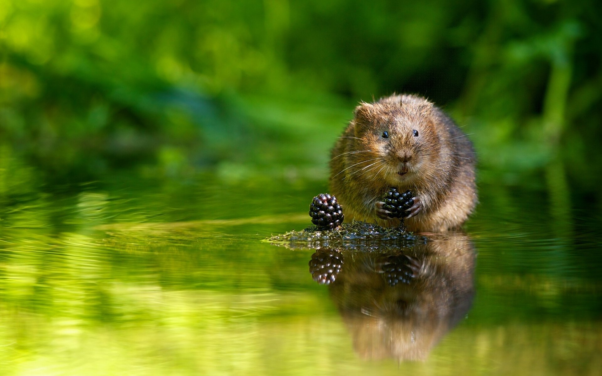 european water vole water rat berries blackberry water