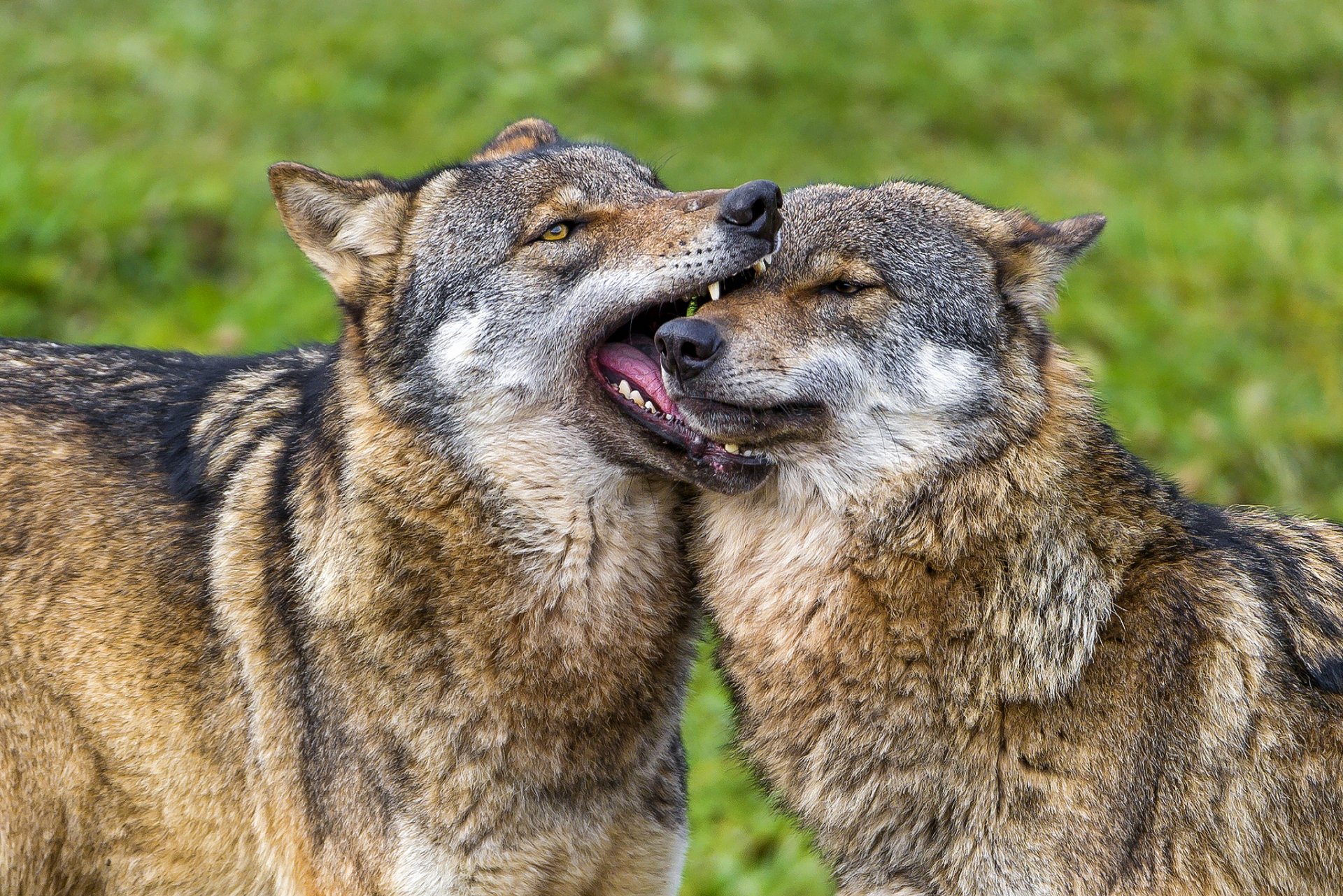 wolves predator game the pair