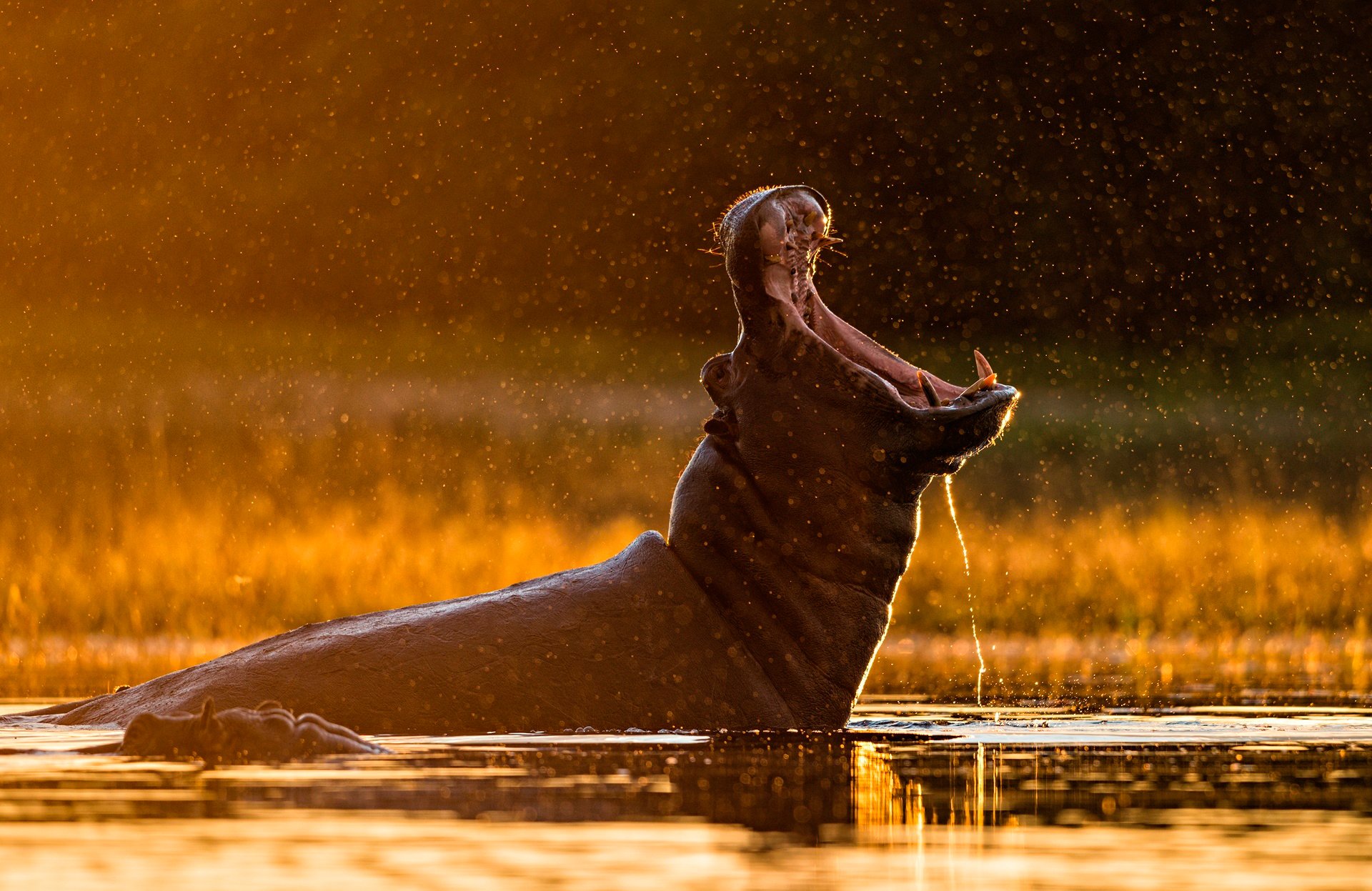 hippopotame gueule faune