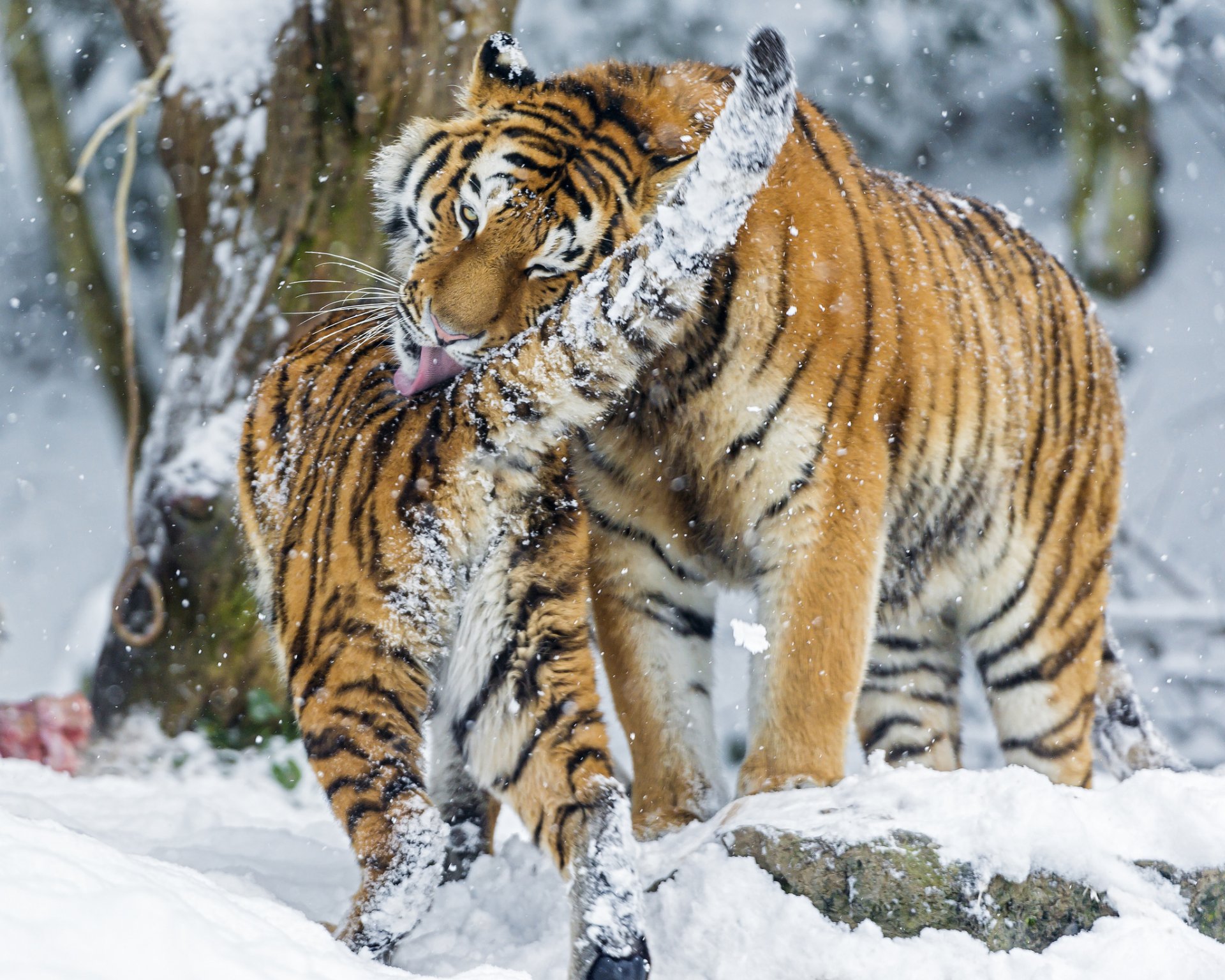 amur tiger big cat winter snow washing