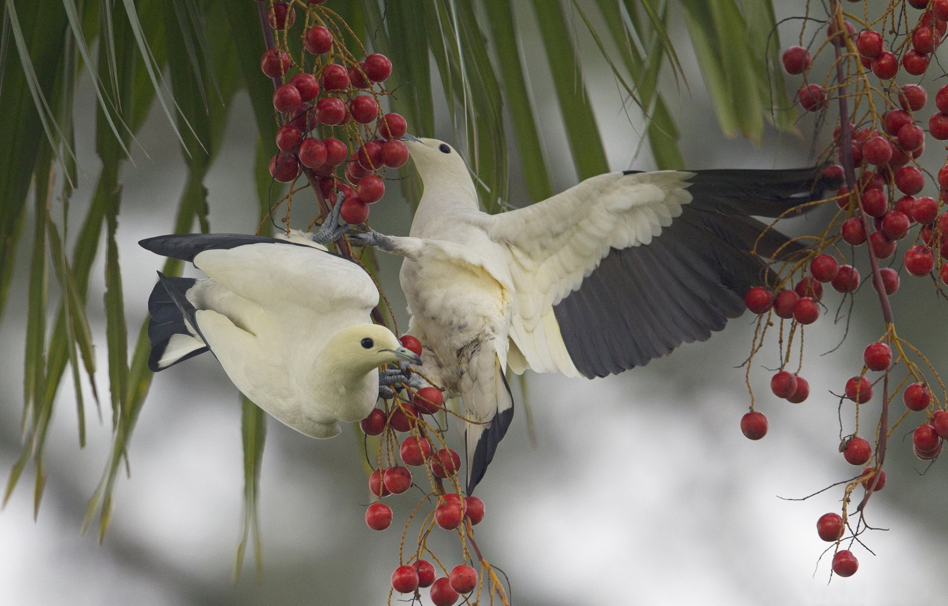 birds branches berries food