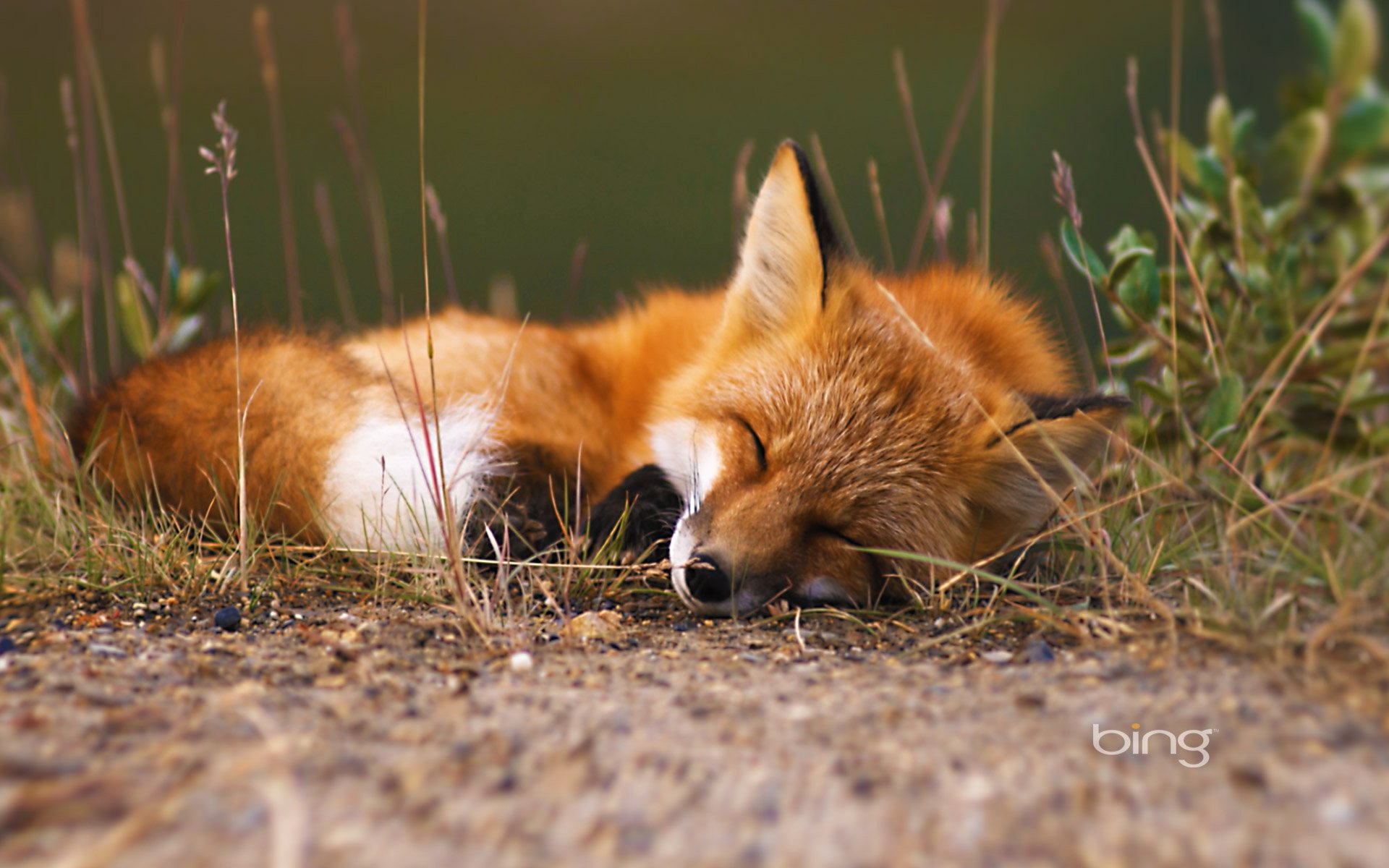Рыжая лиса во сне. Фокс лиса. Лиса Лисонька лиса. Лисята фото. Лиса осень.