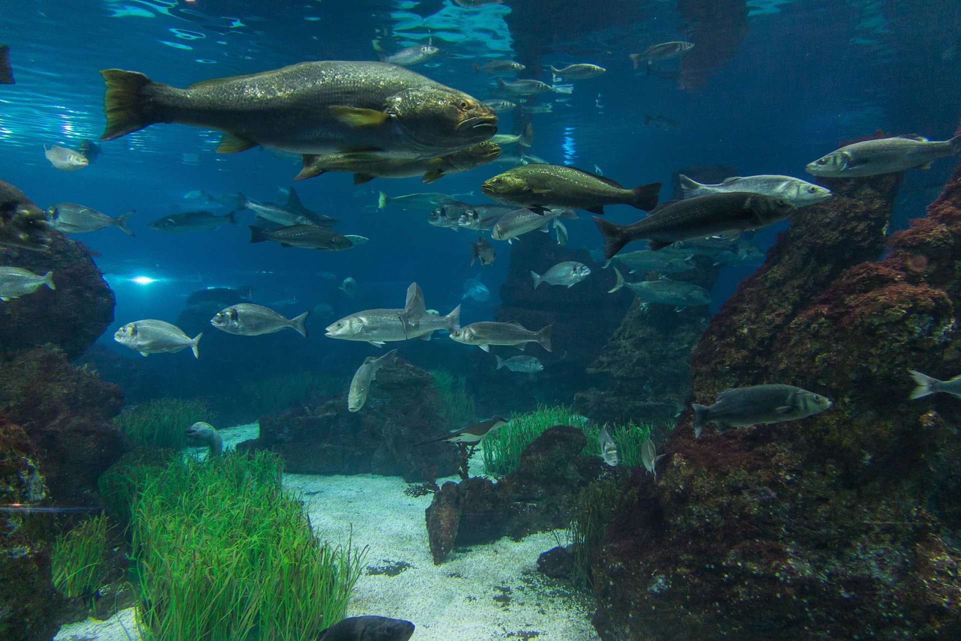 pesce alghe acqua acquario pietre