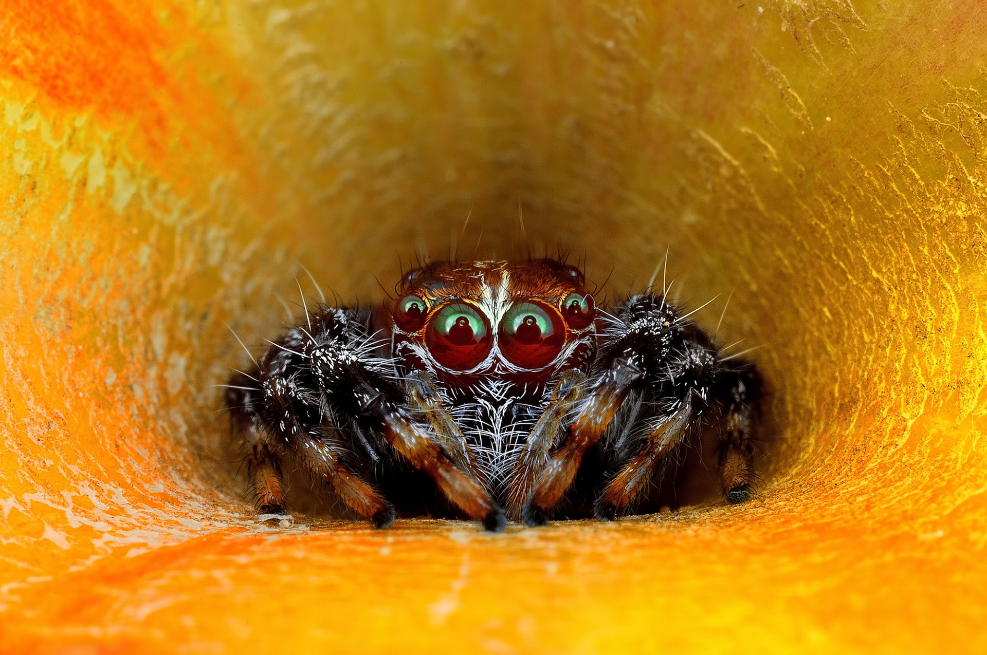 close up spider jumper eyes view flower petal