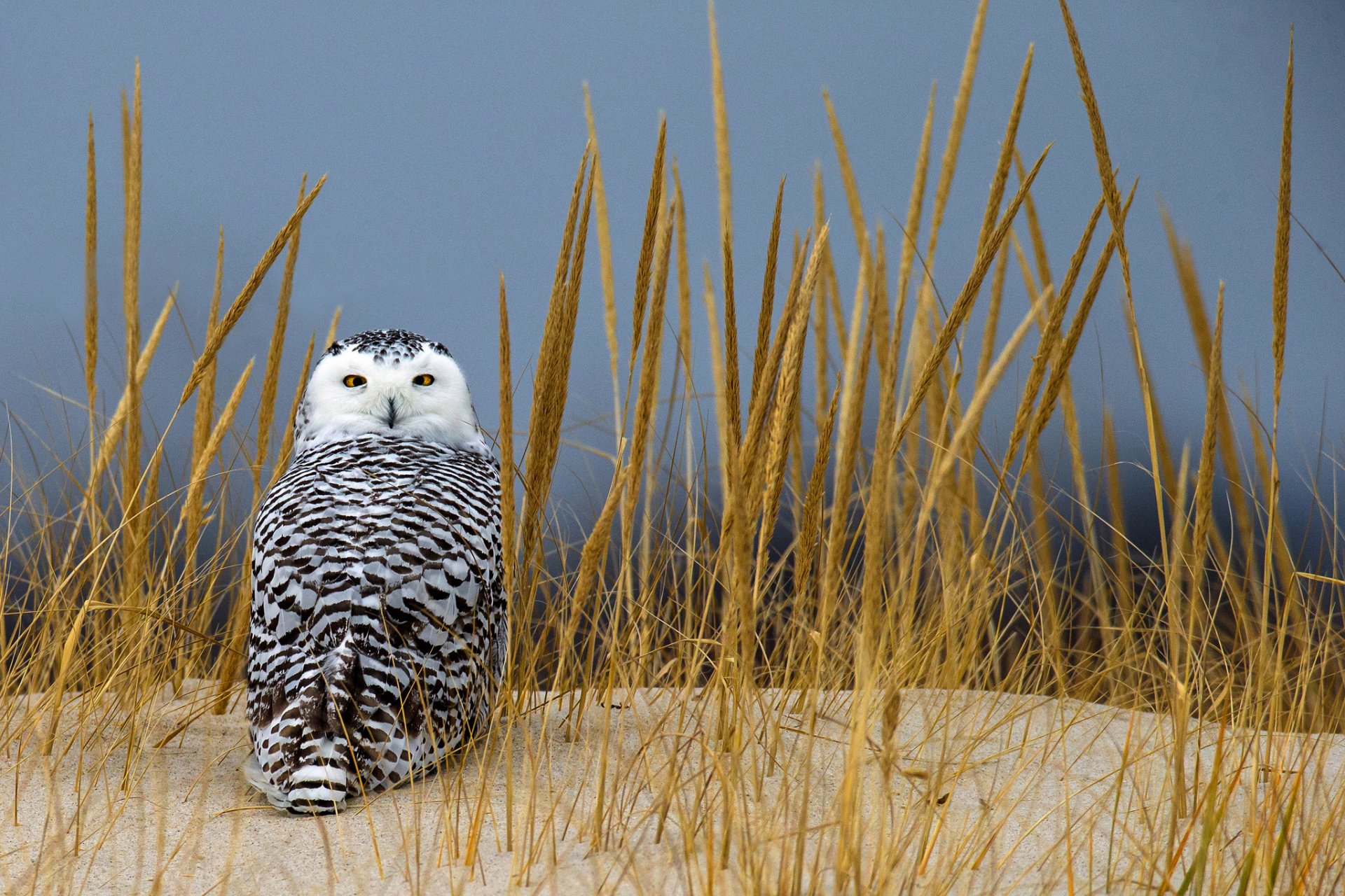 herbe sable épillets hibou polaire vue