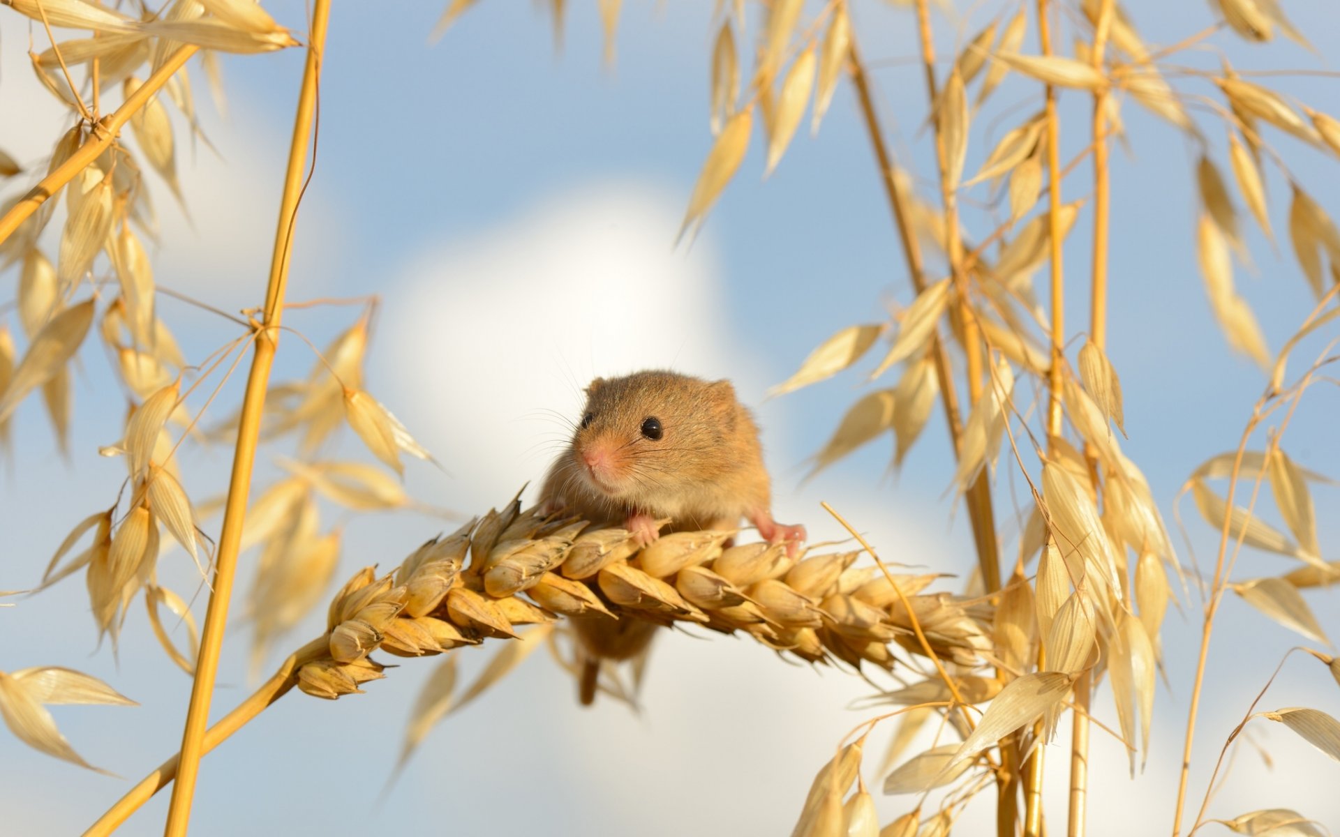 souris de récolte souris bébé souris épis gros plan