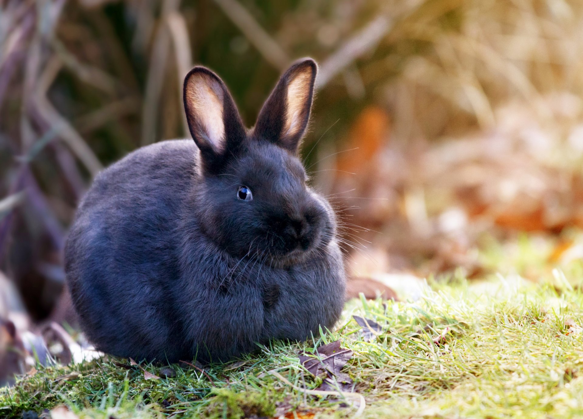 kaninchen natur gras wolle ohren