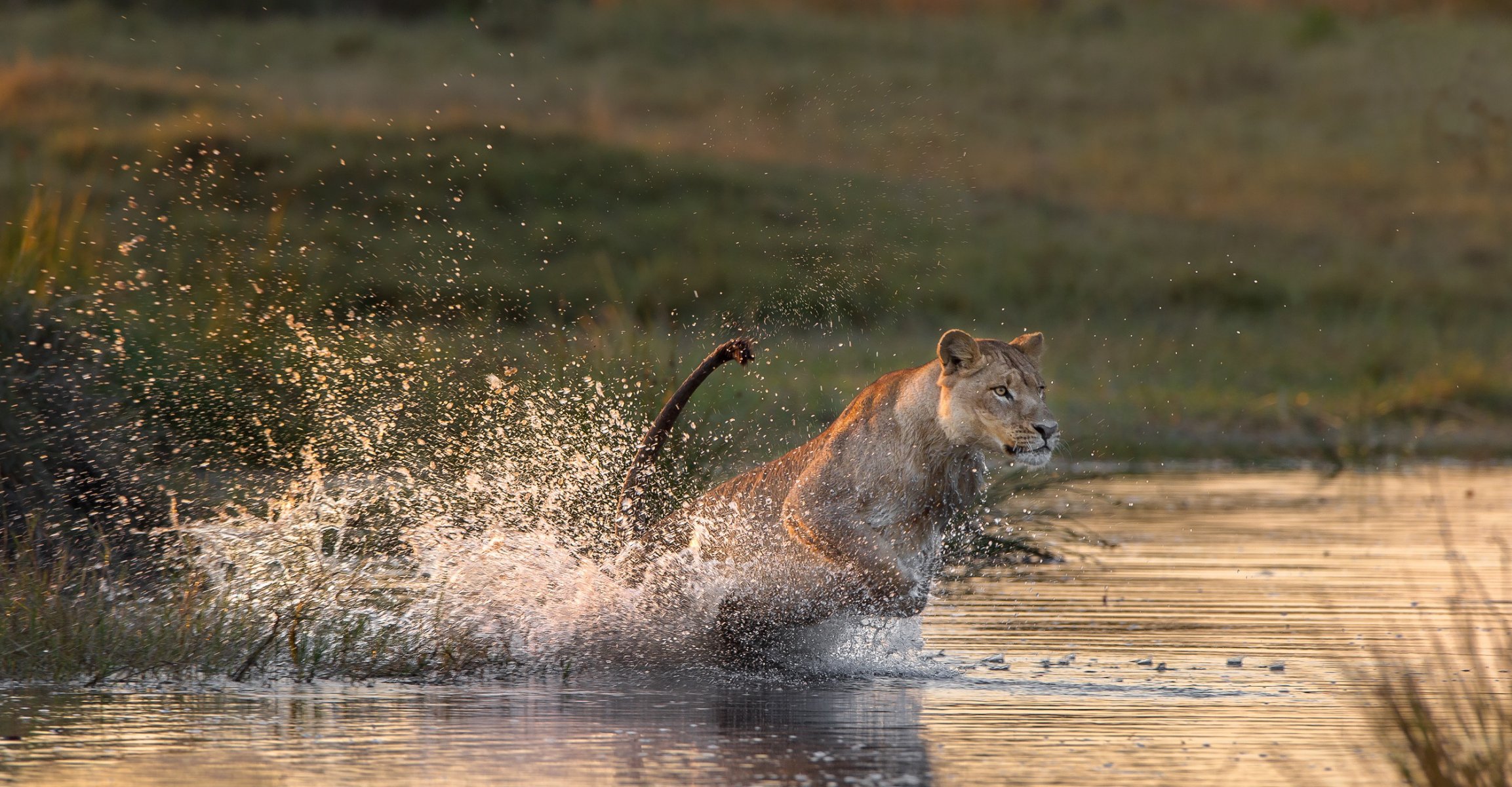 acqua spruzzi predatore leonessa