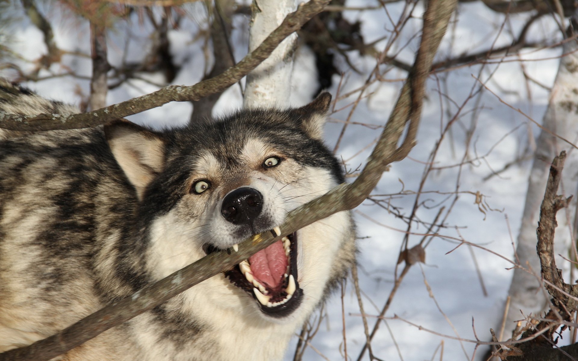 lobo bosque naturaleza