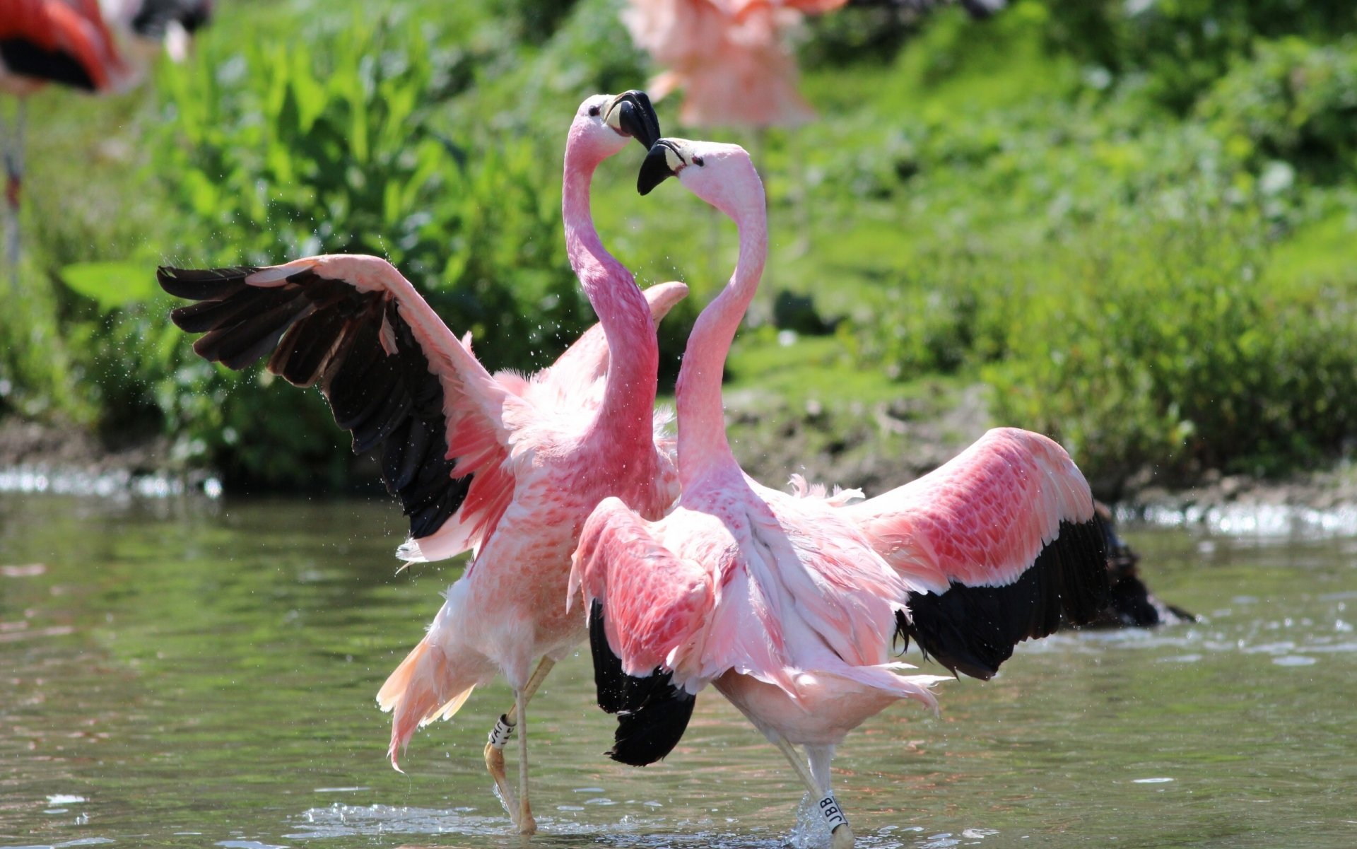 flamants roses oiseaux danse