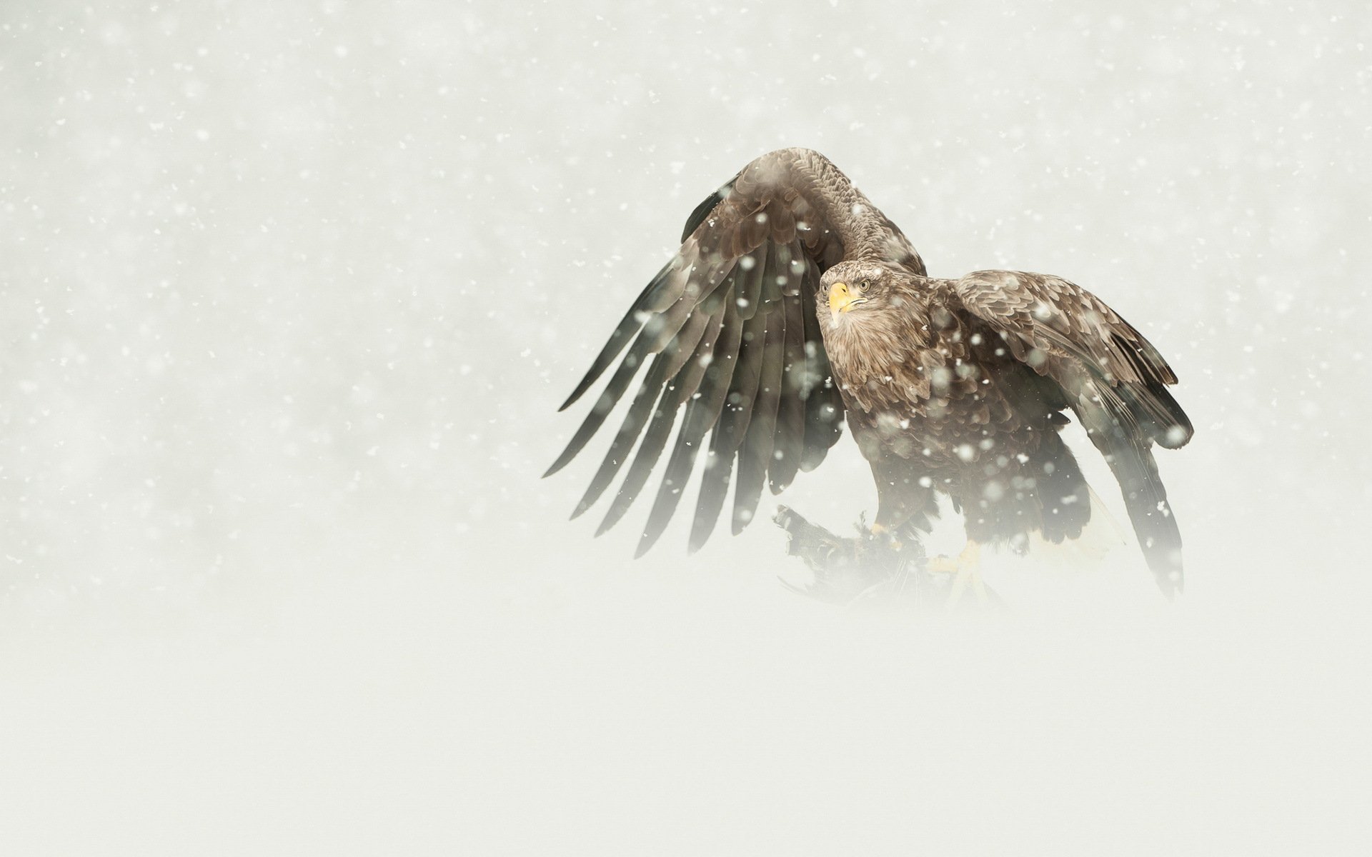 vogel raubtier adler weißschwanz beute schneefall