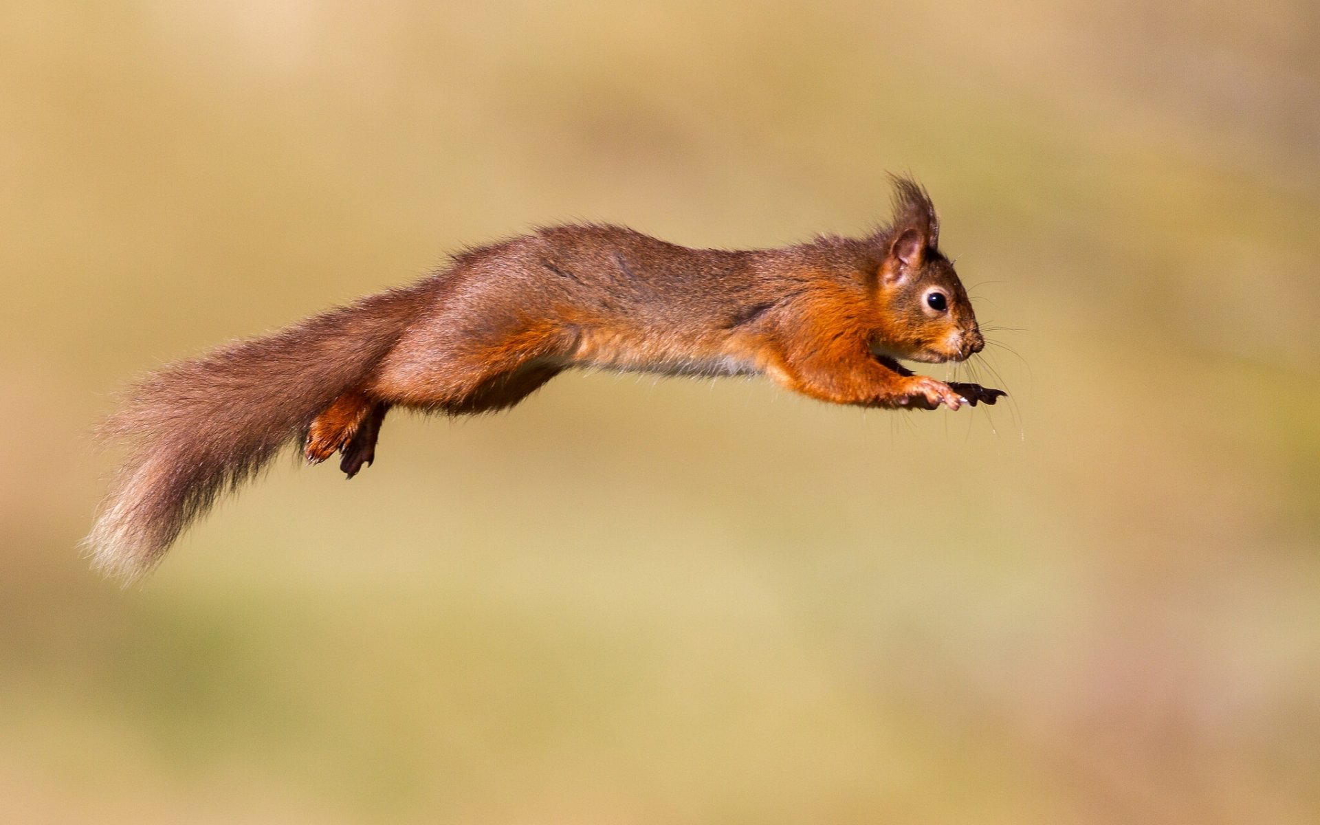 eichhörnchen rotschopf sprung