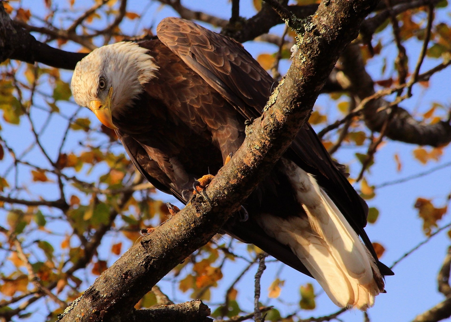 pygargue à tête blanche oiseau prédateur arbre branche