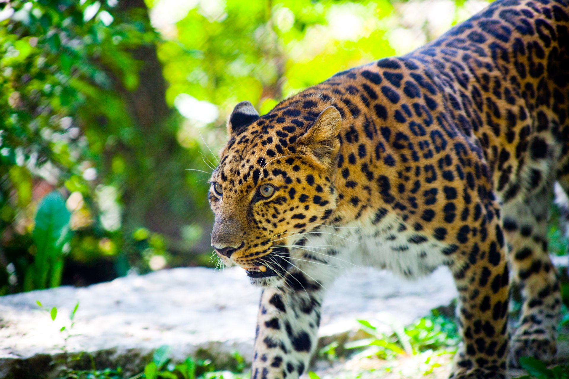 animal léopard chat sauvage museau crocs va pattes arbres feuilles