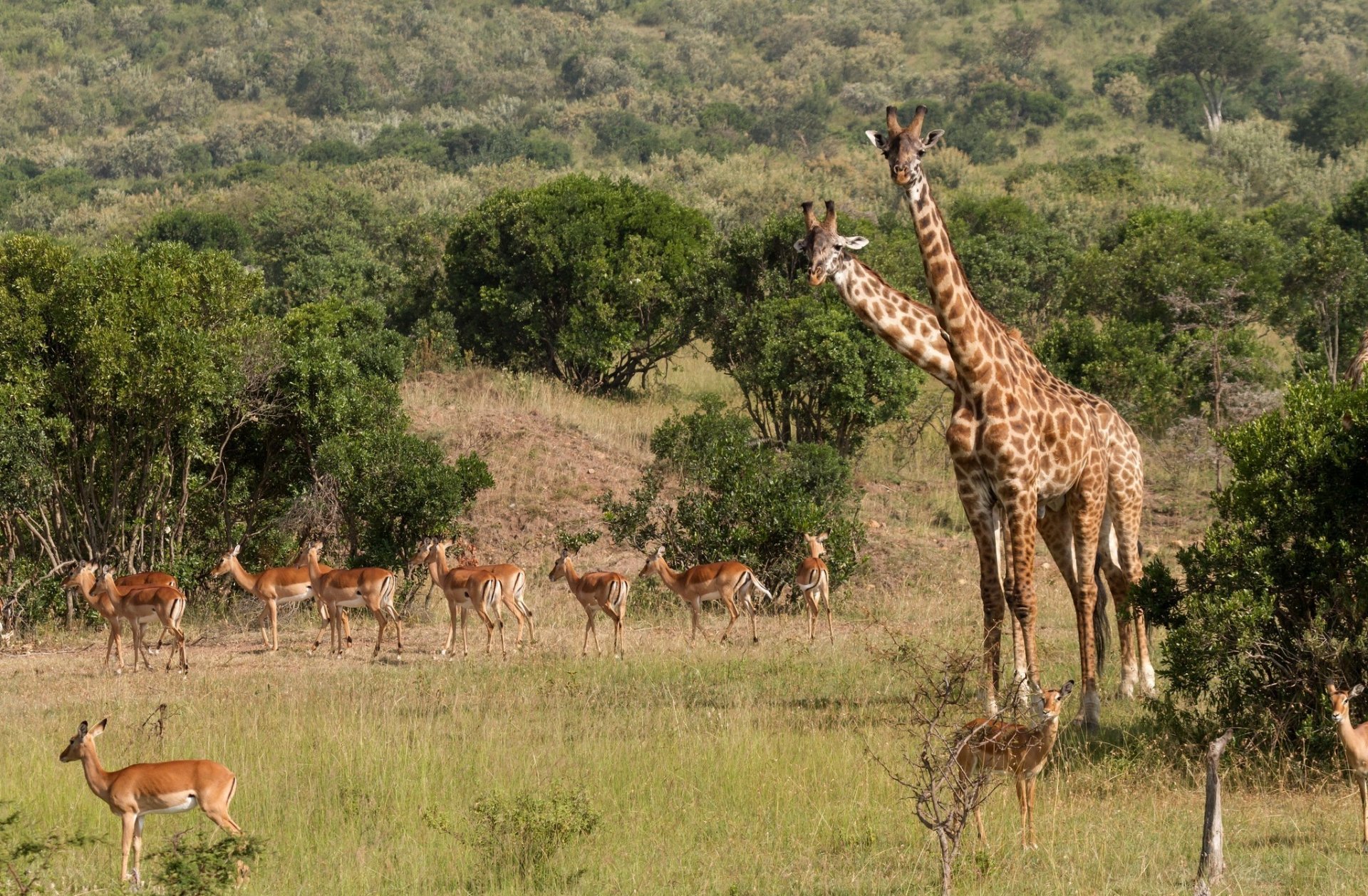 animales jirafas naturaleza hierba árboles