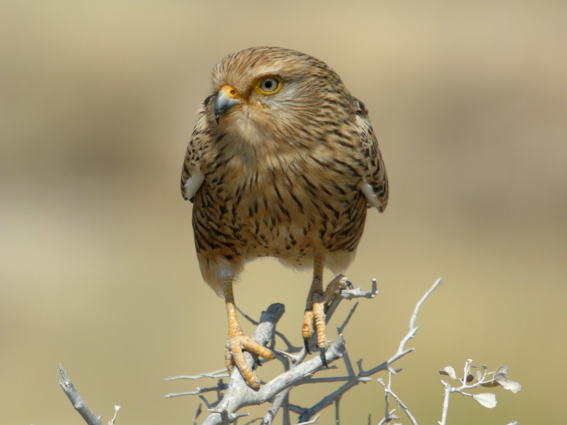 namibia nationalpark zweig trocken vogel raubtier falke