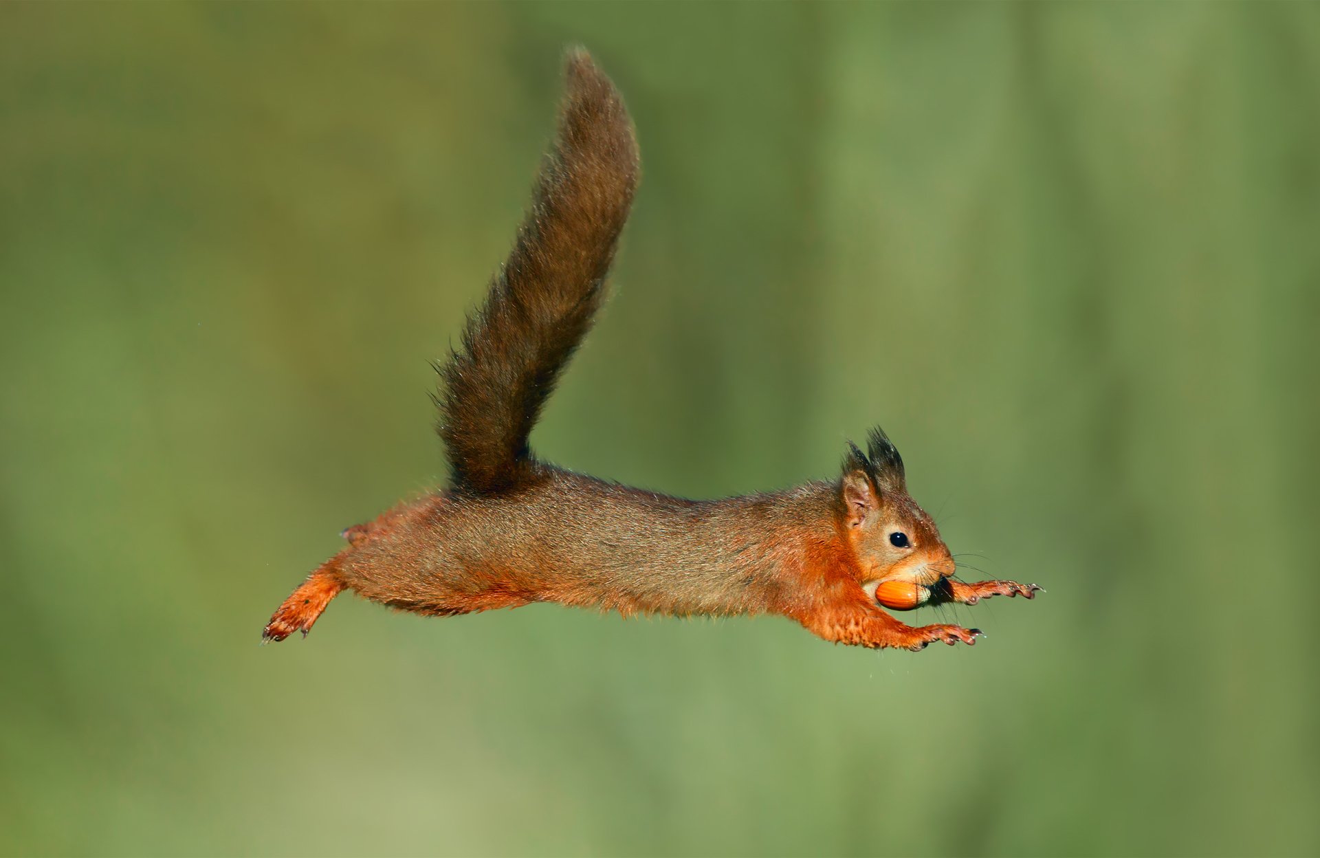 écureuil humide saut fond