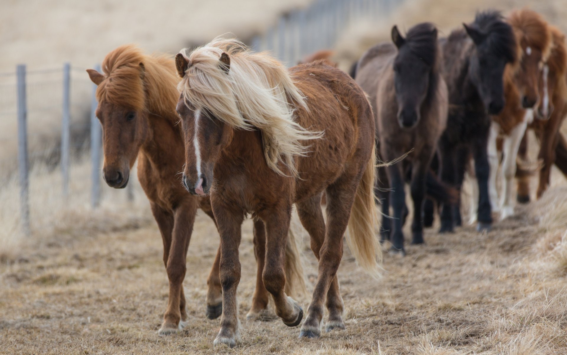 clôture chevaux nid crinière