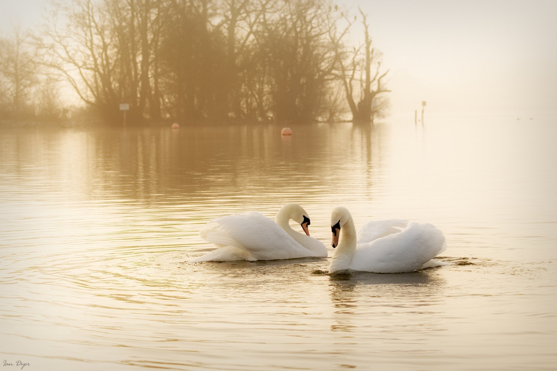 wans white birds the pair graz water fog haze