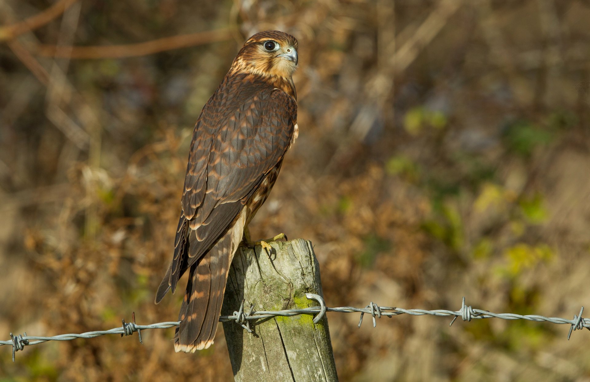 crechet oiseau vue profil en bois poteau fil