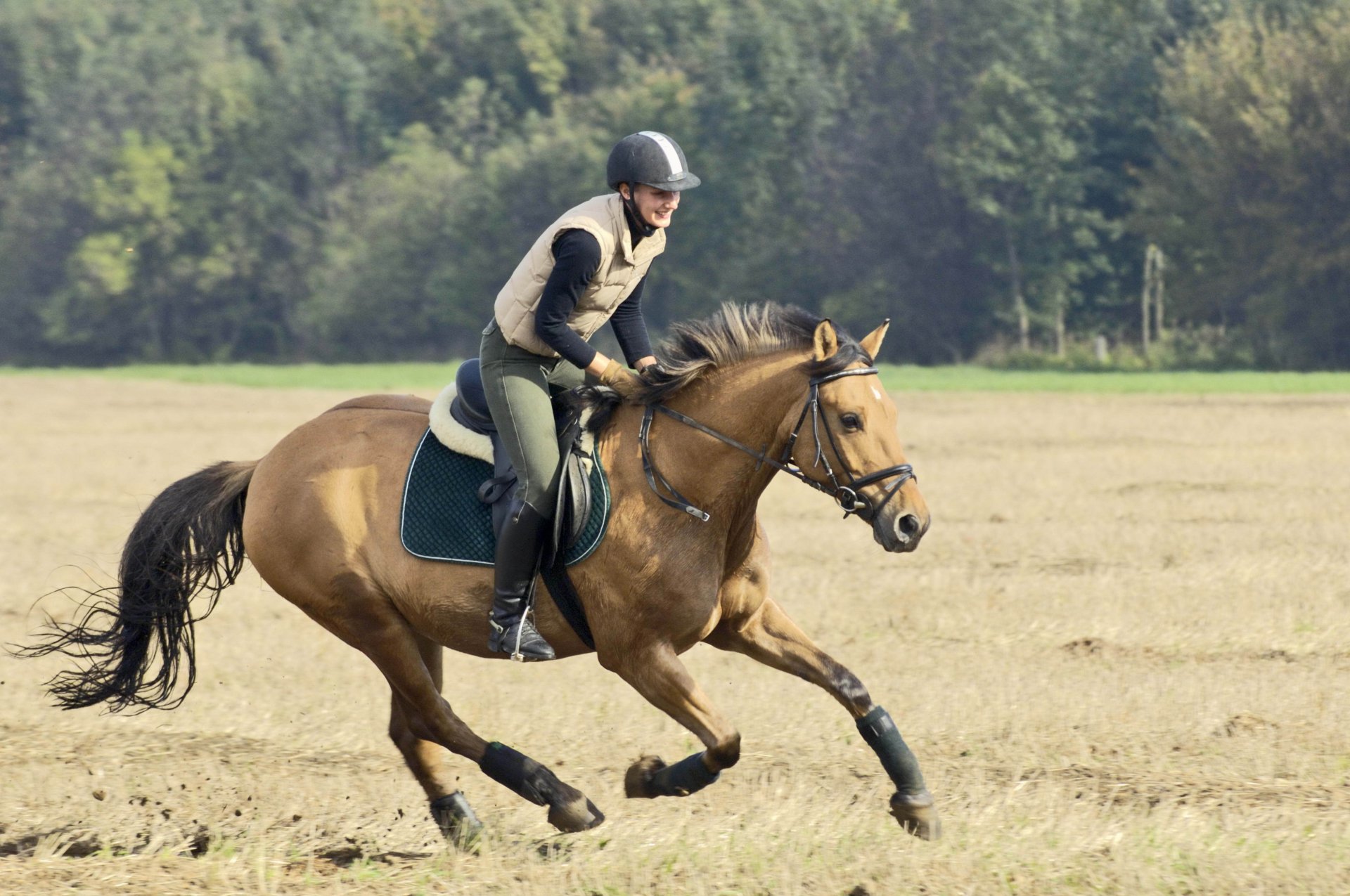 cavallo ragazza cavaliere corsa campo