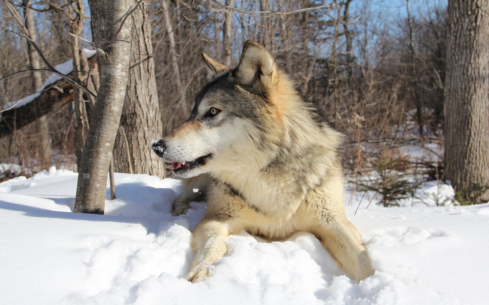 loup hiver forêt