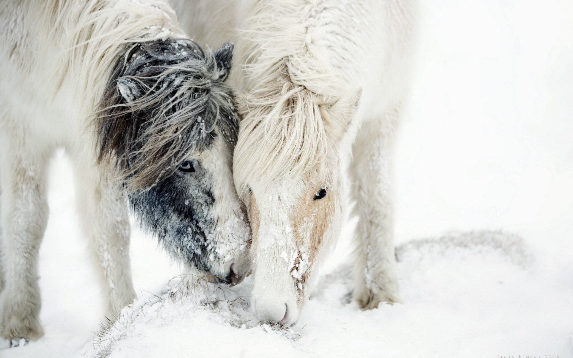 horses snow nature